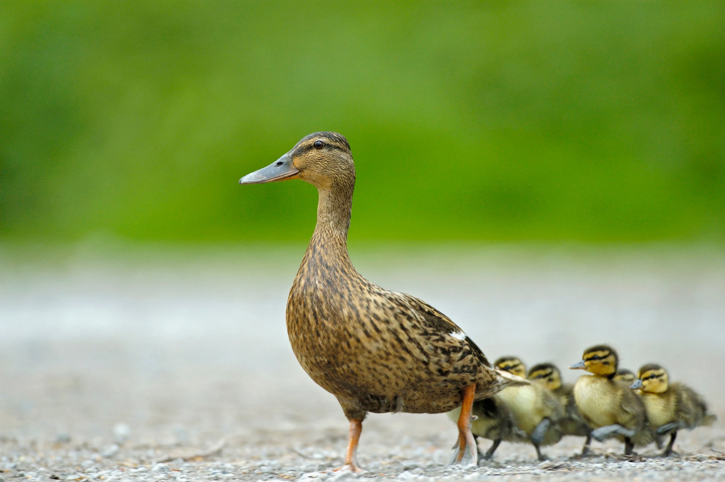 Mallard duck with ducklings