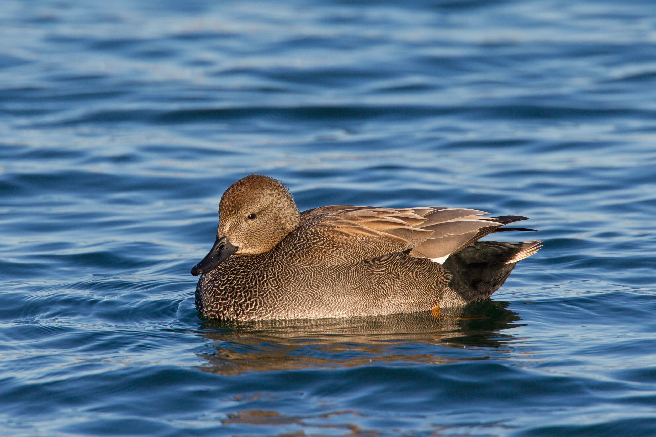 Drake Gadwall