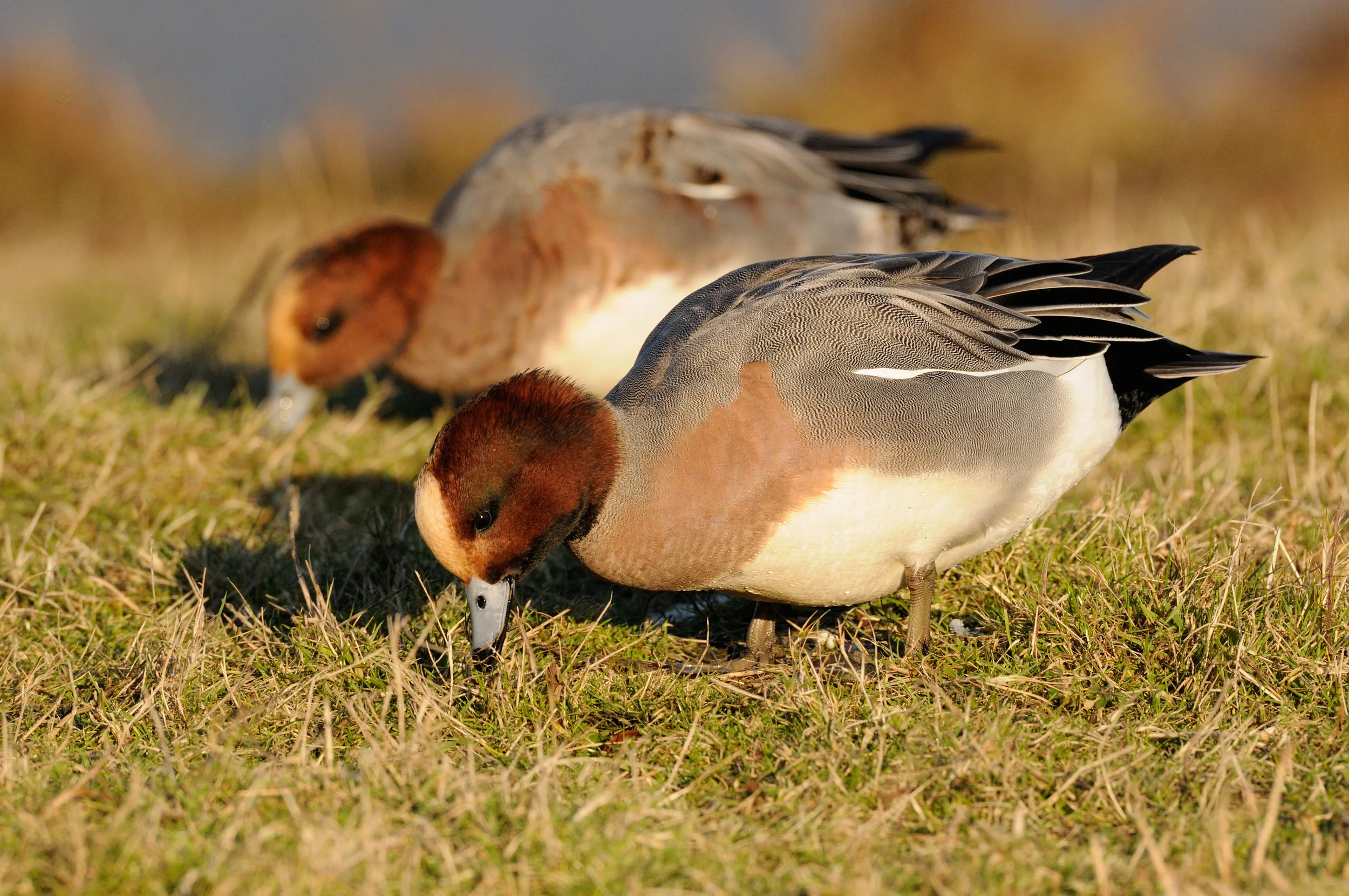 Grazing drake Wigeon