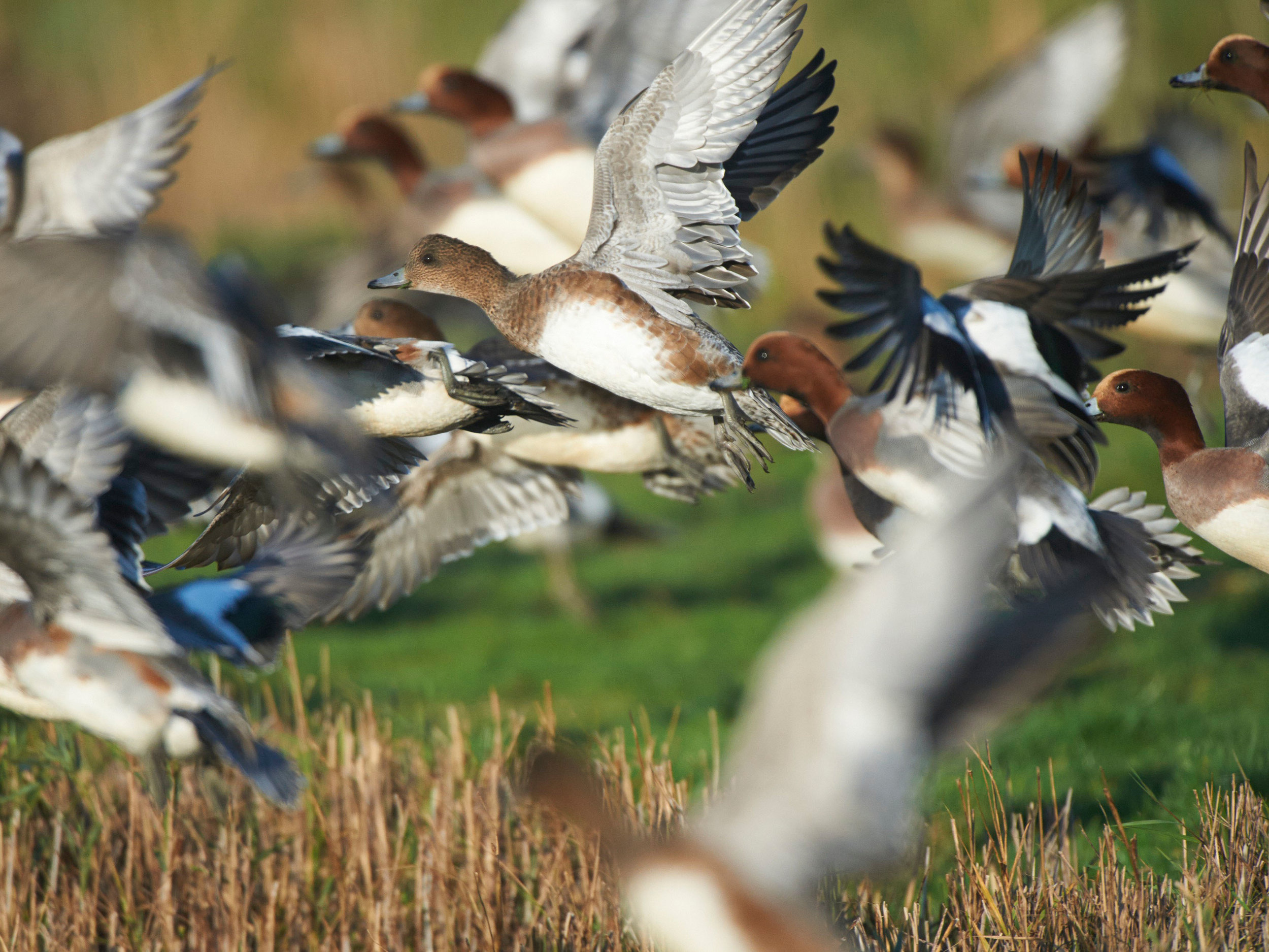 Duck and drake Wigeon in flight