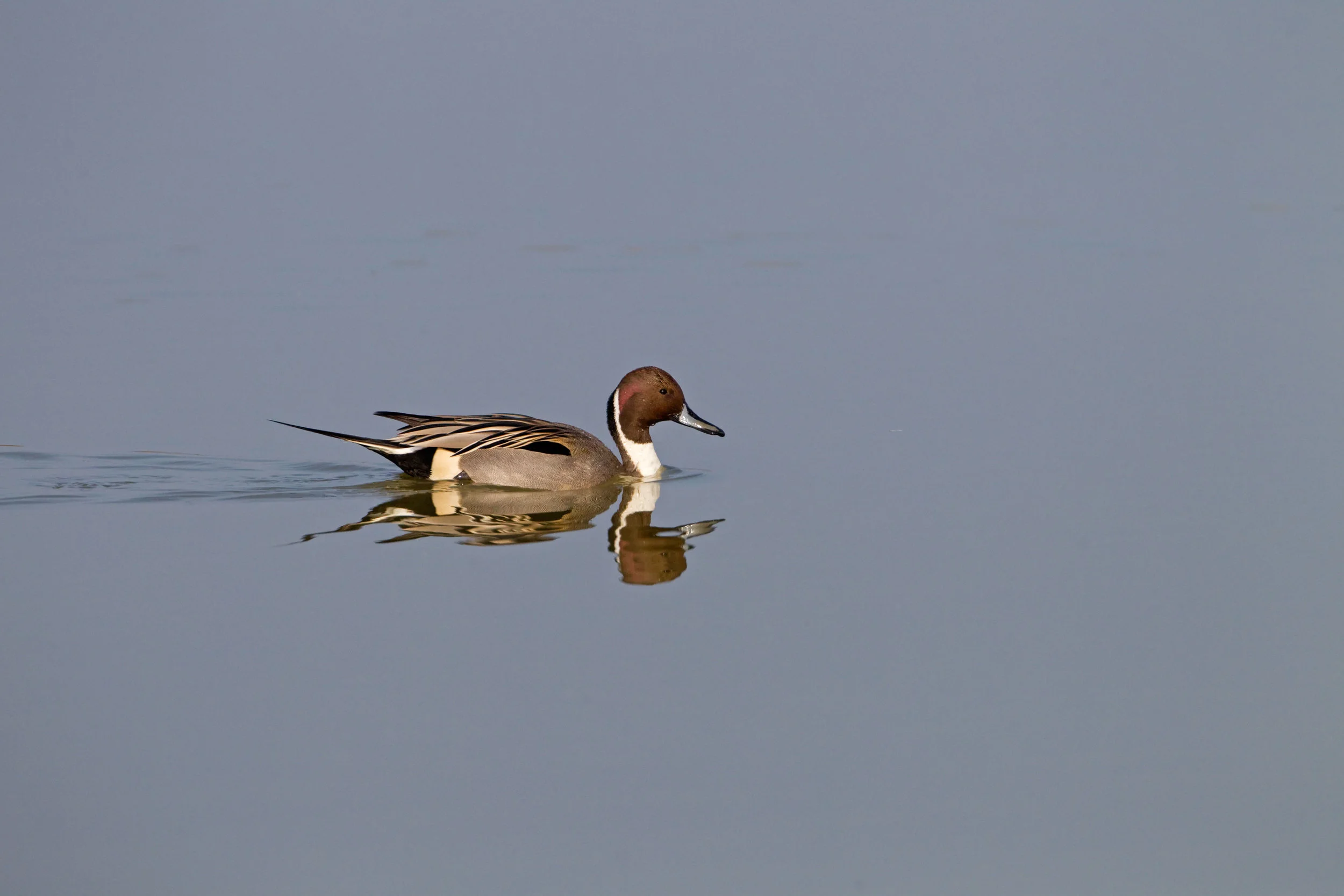 Drake Pintail
