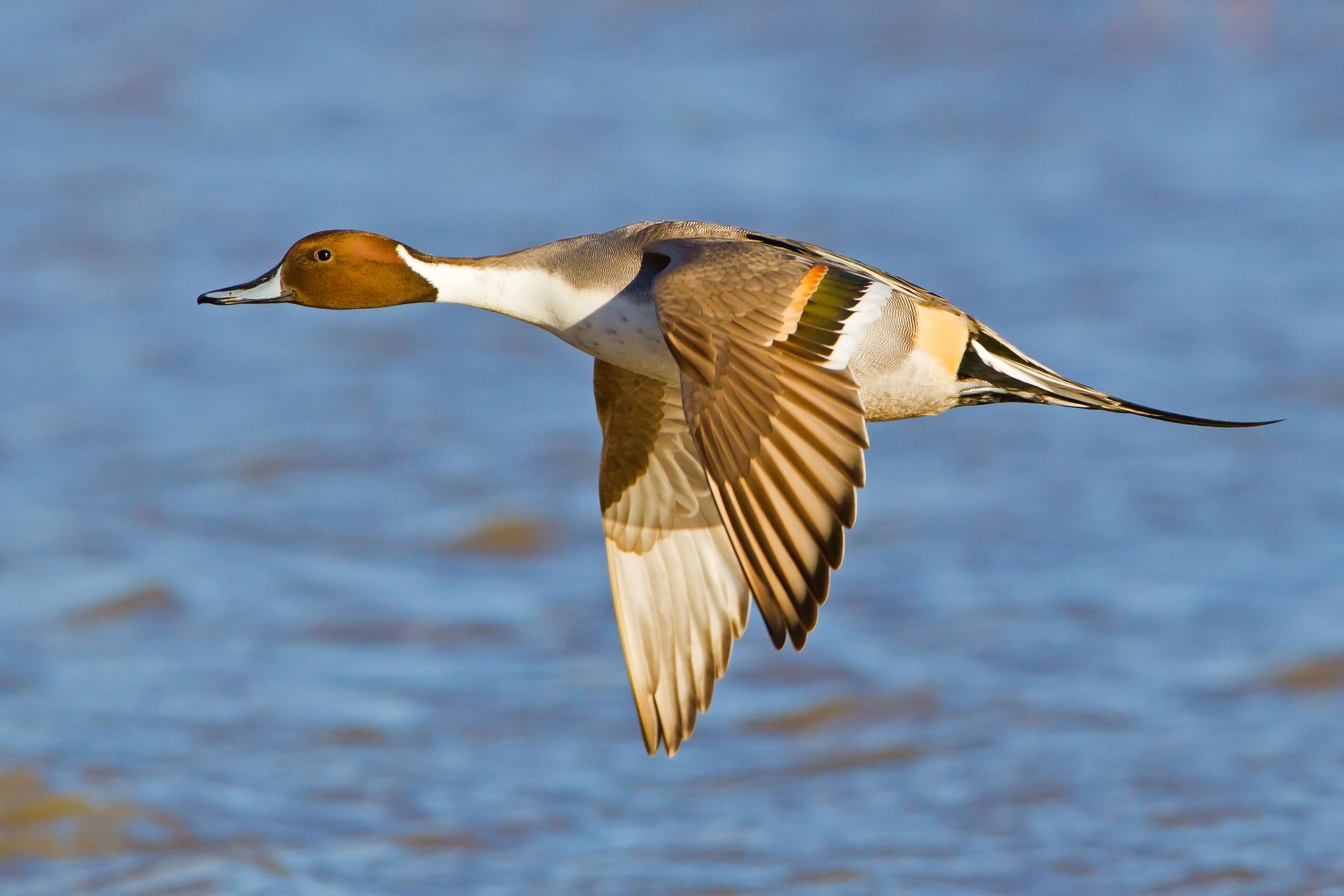 Flying drake Pintail