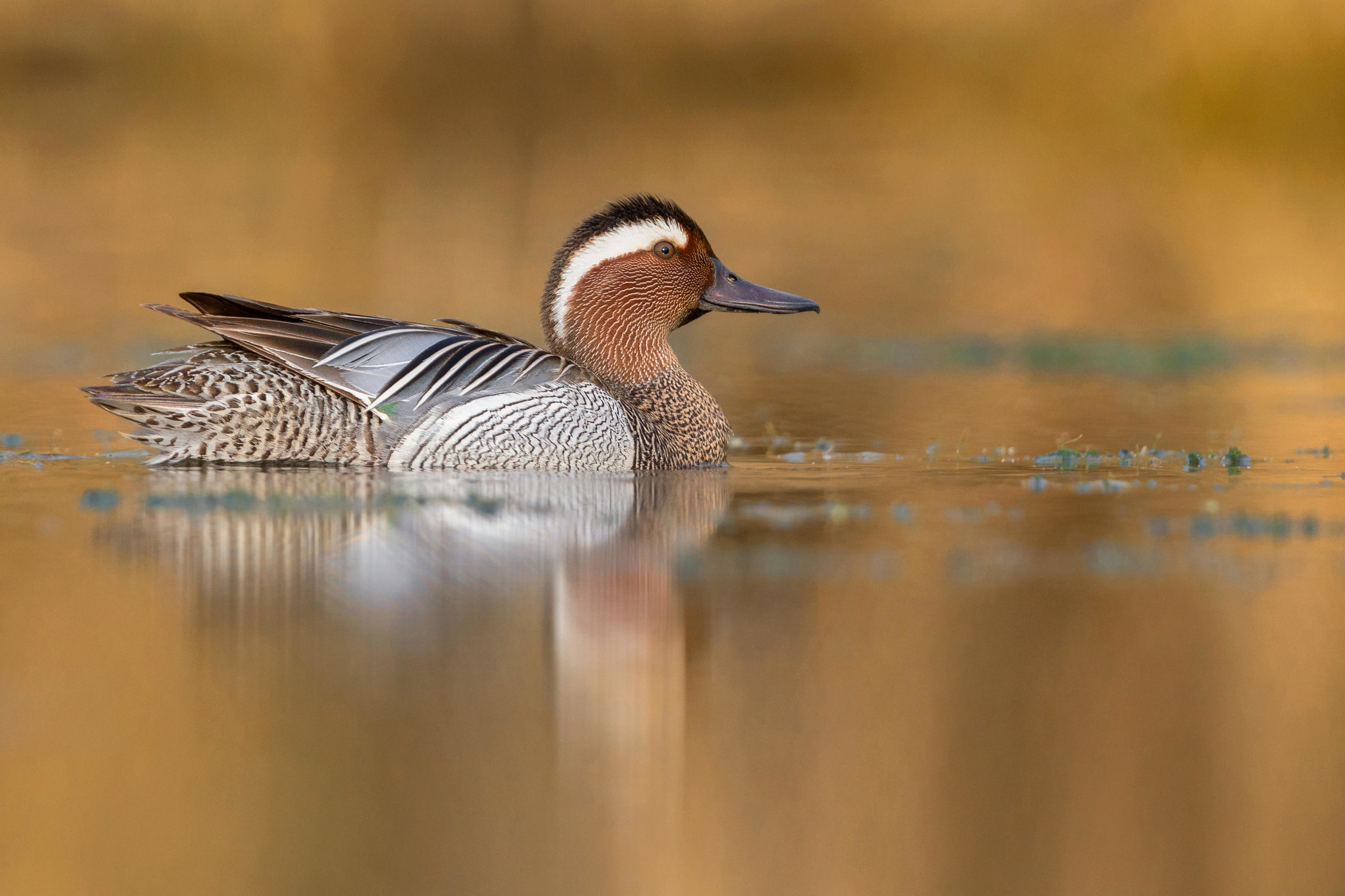 Drake Garganey