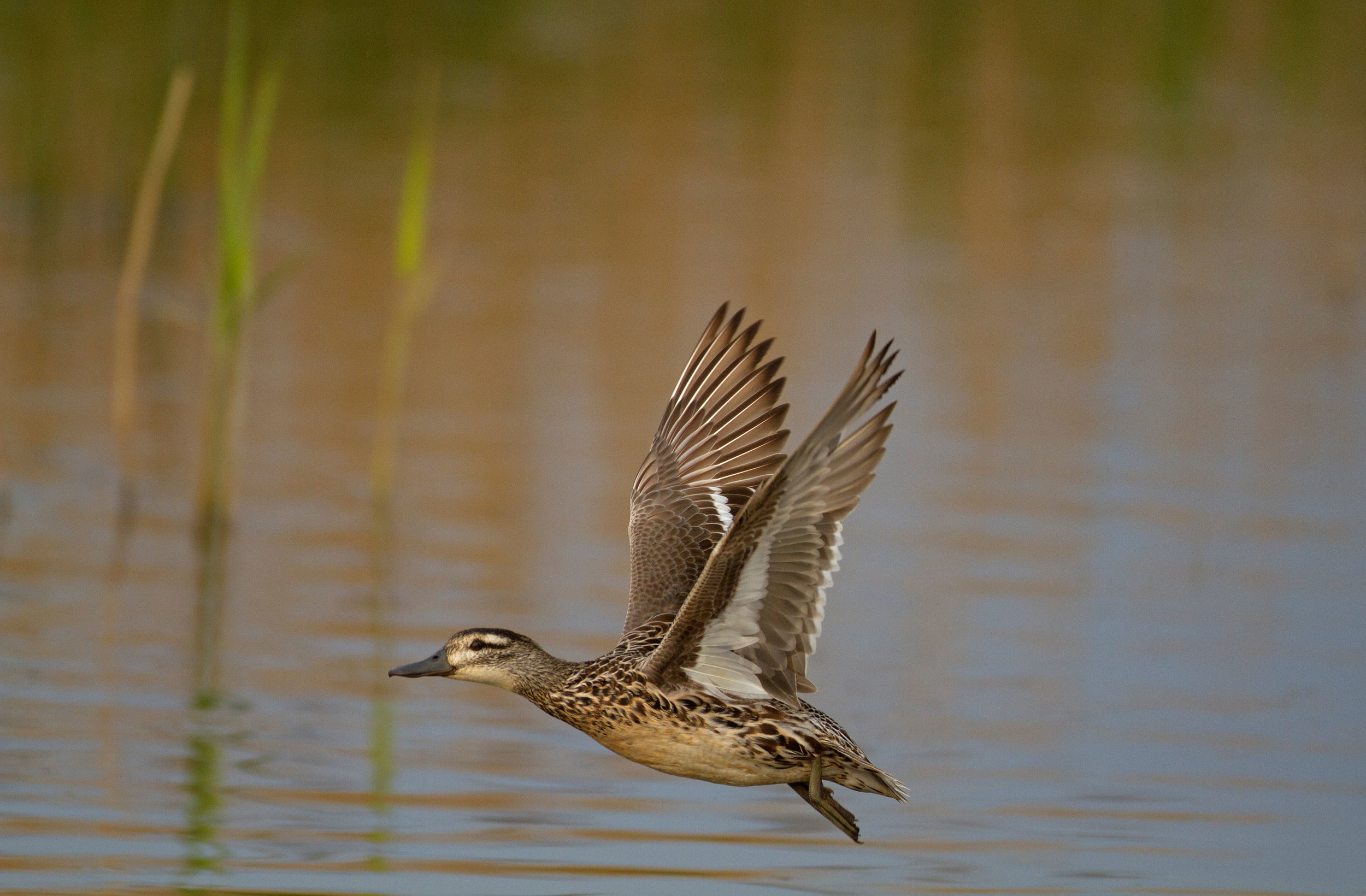 Flying duck Garganey