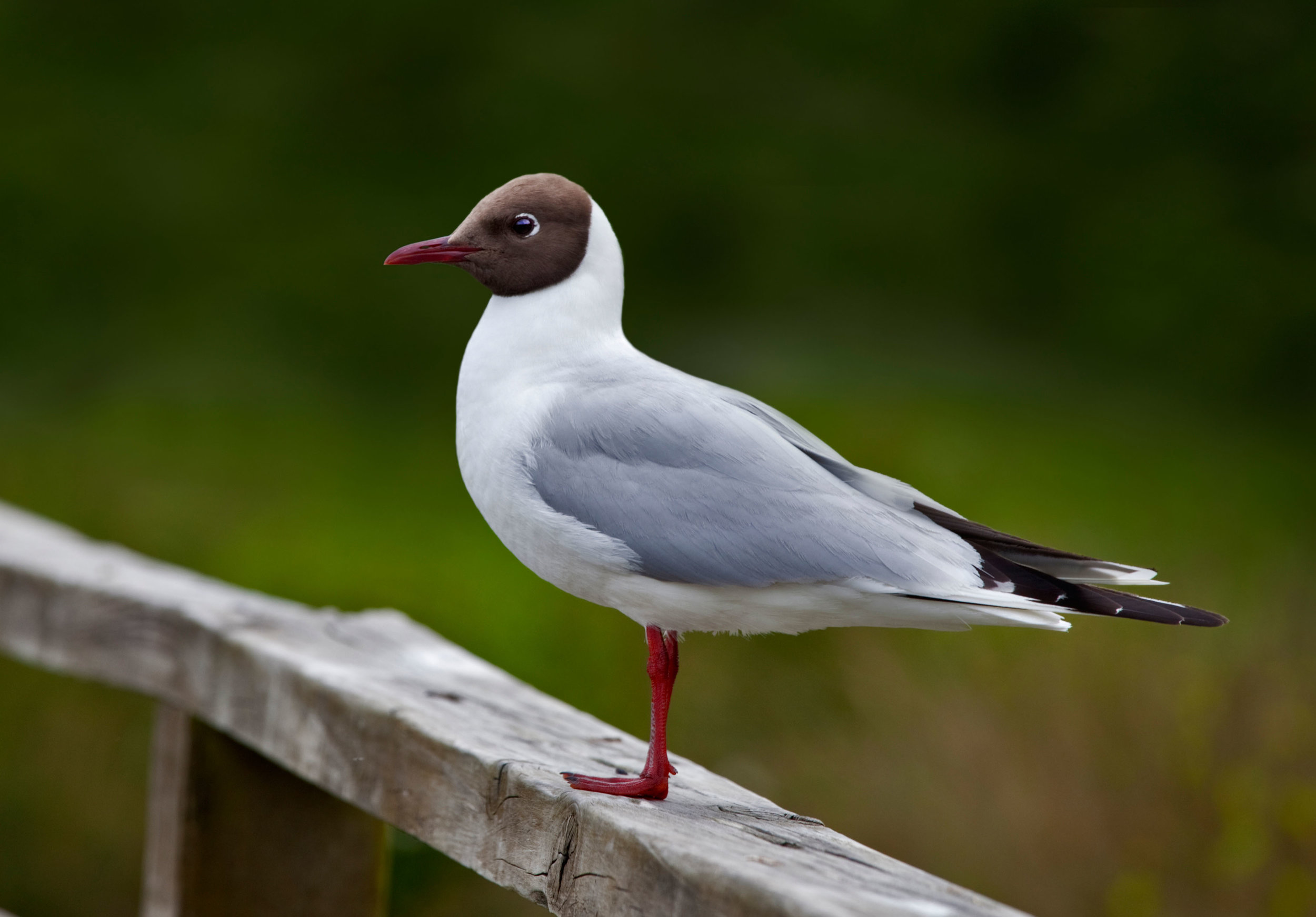 Adult summer Black-headed Gull
