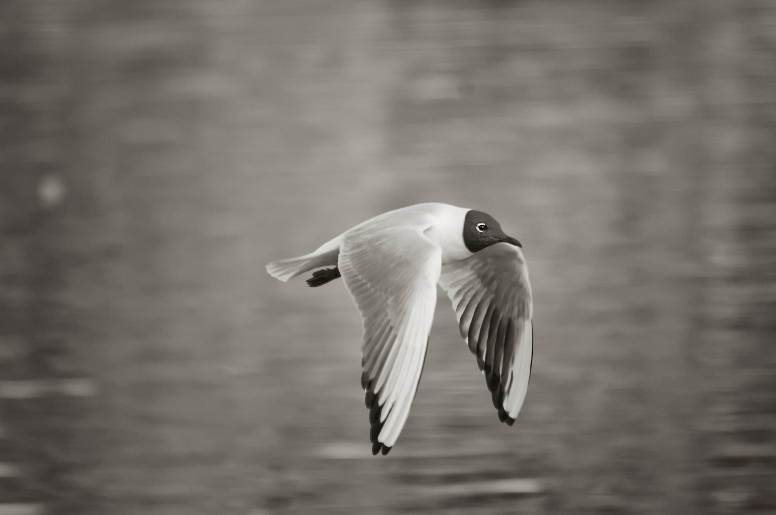 Adult summer Black-headed Gull