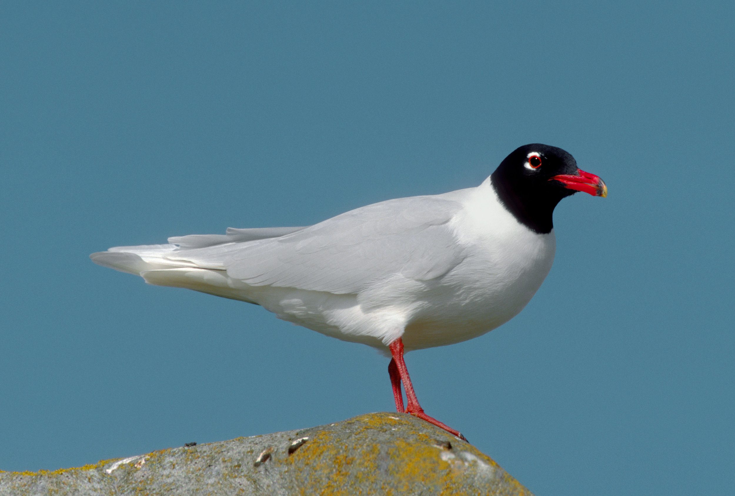 Adult summer Mediterranean Gull