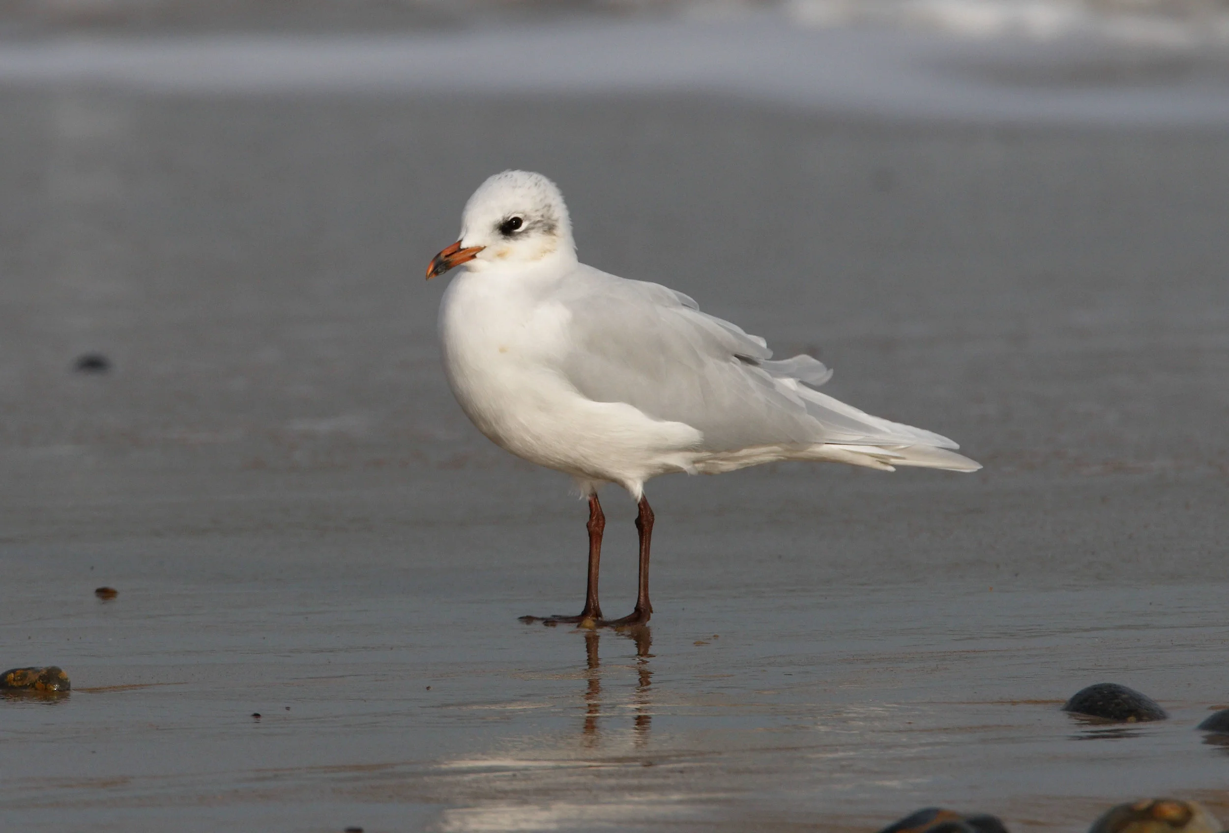 Adult winter Mediterranean Gull
