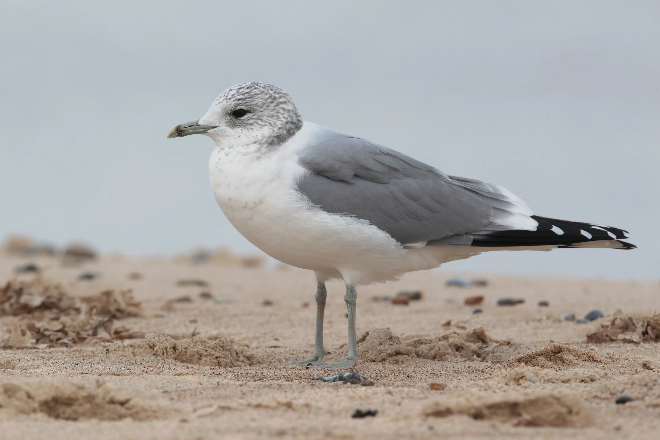 Adult winter Common Gull
