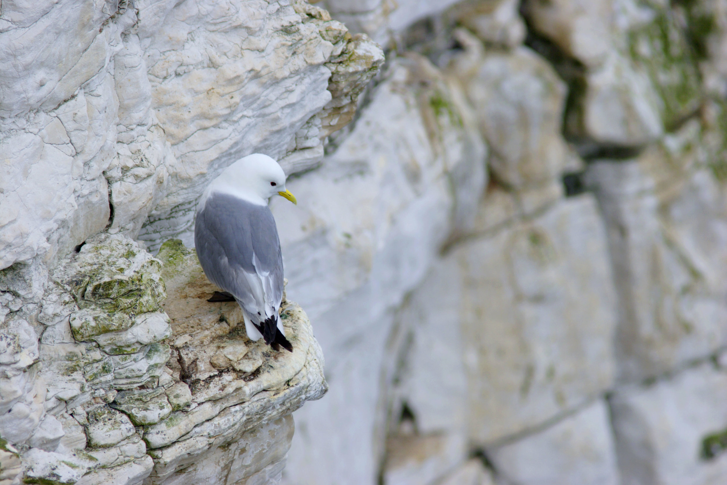 Adult Kittiwake