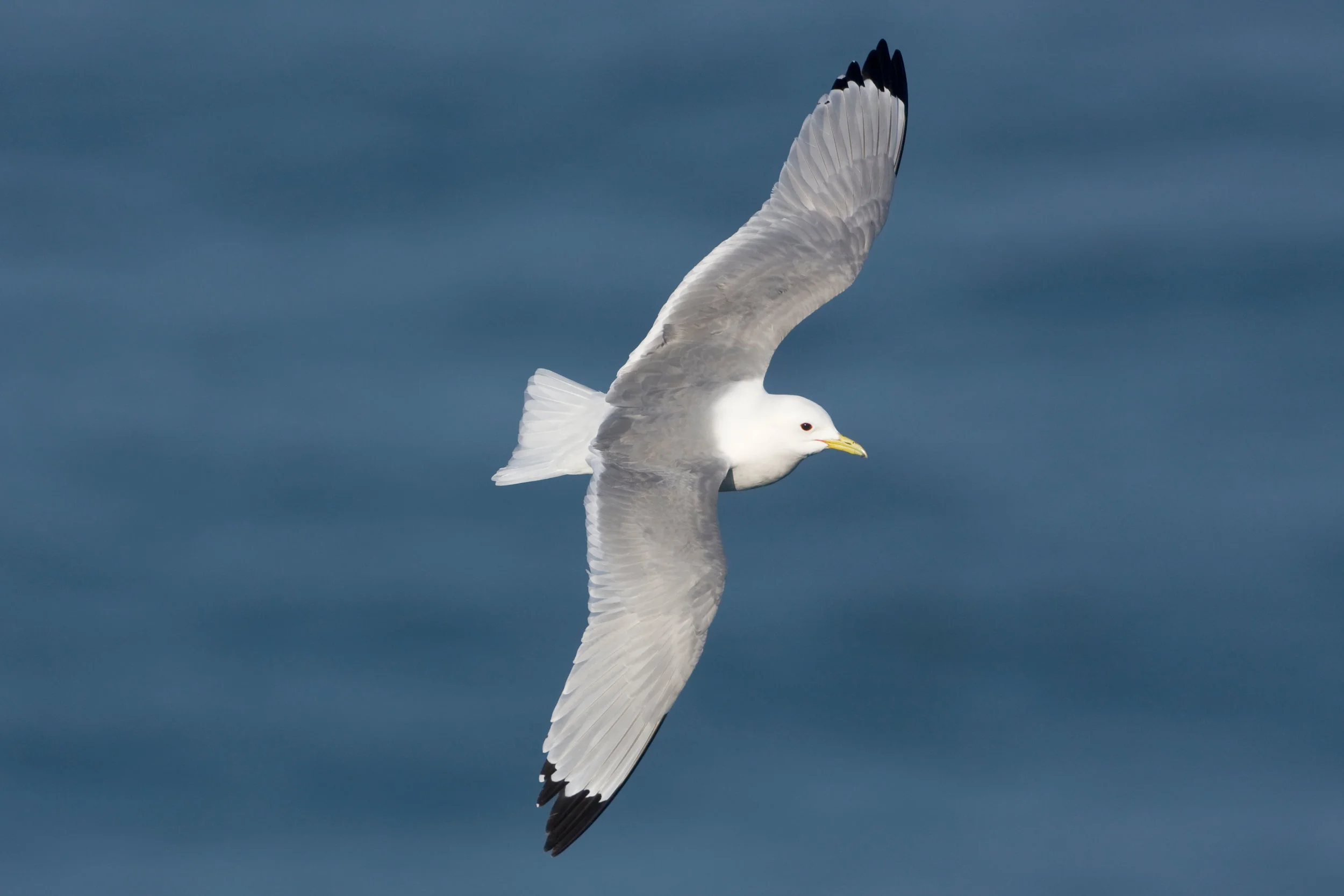 Adult Kittiwake