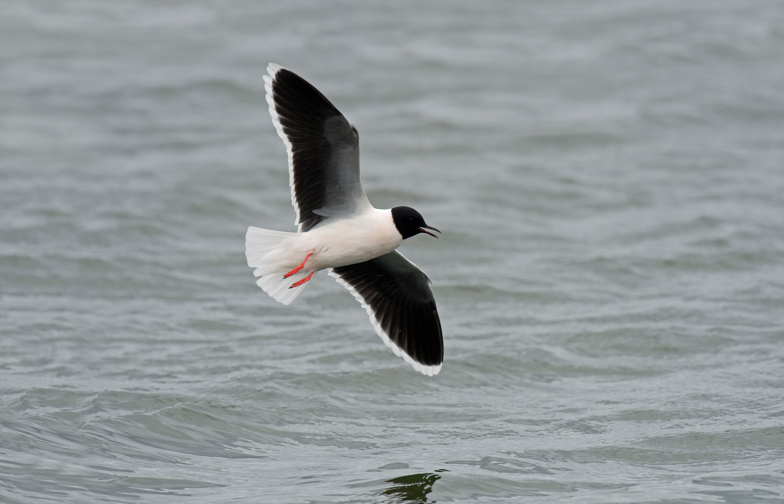 Adult summer Little Gull
