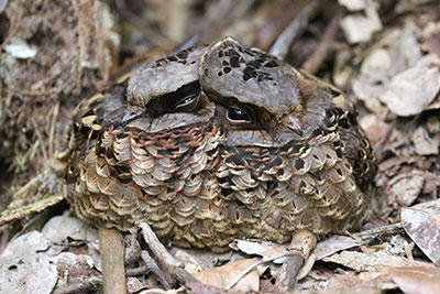 Collared Nightjar