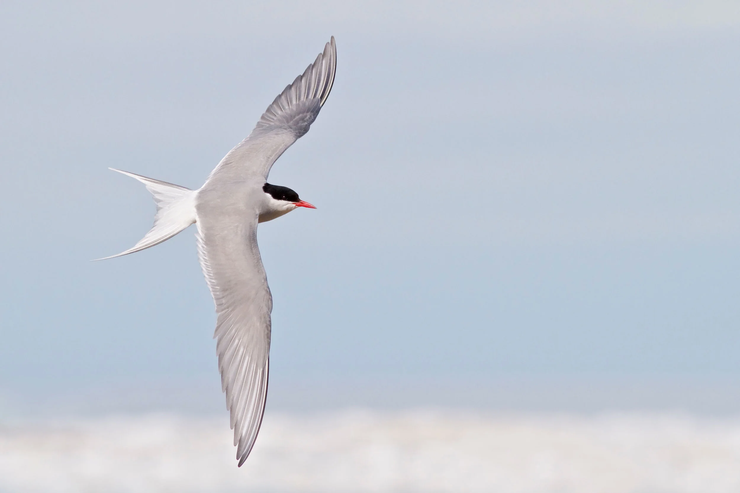 Arctic Tern