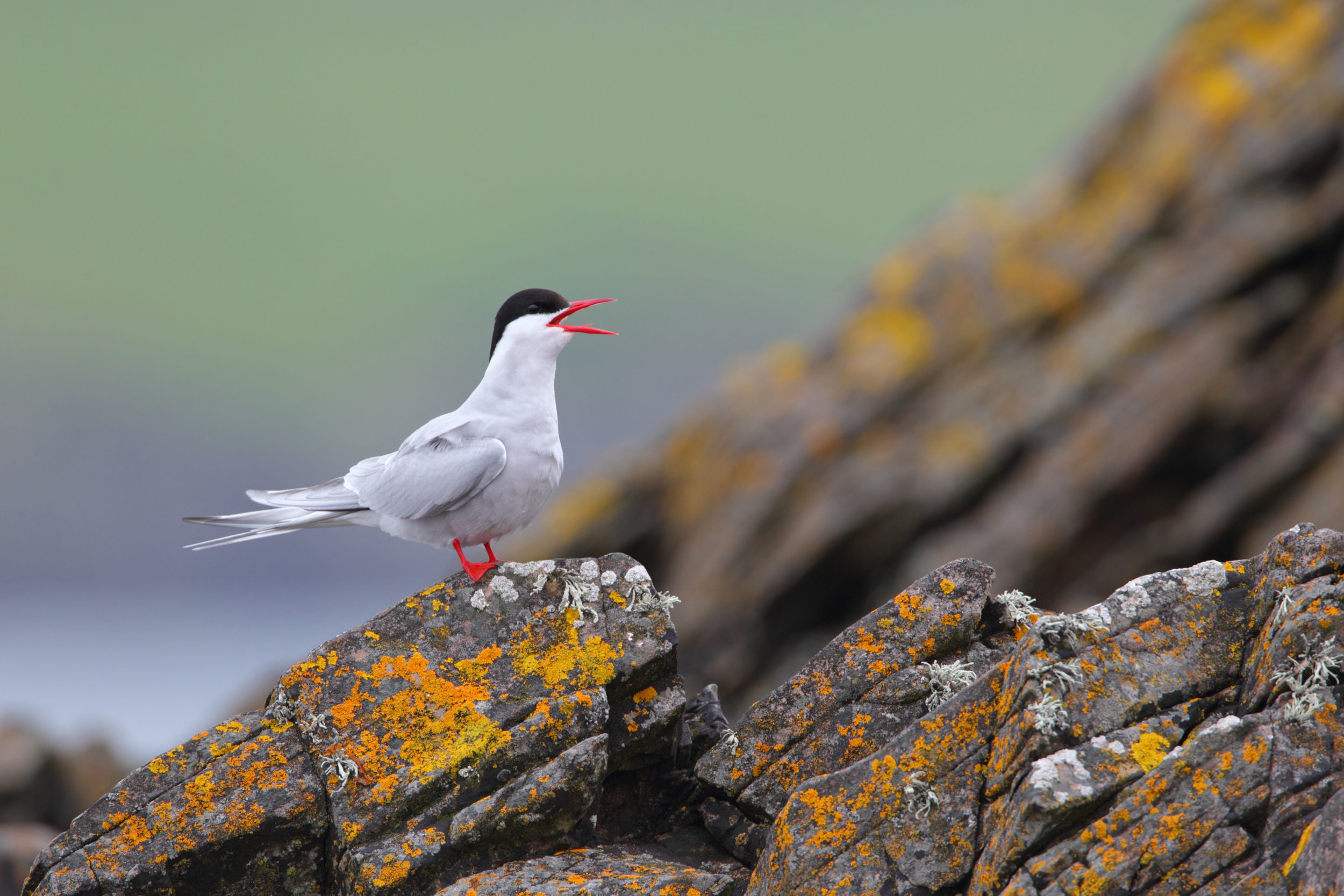 Arctic Tern