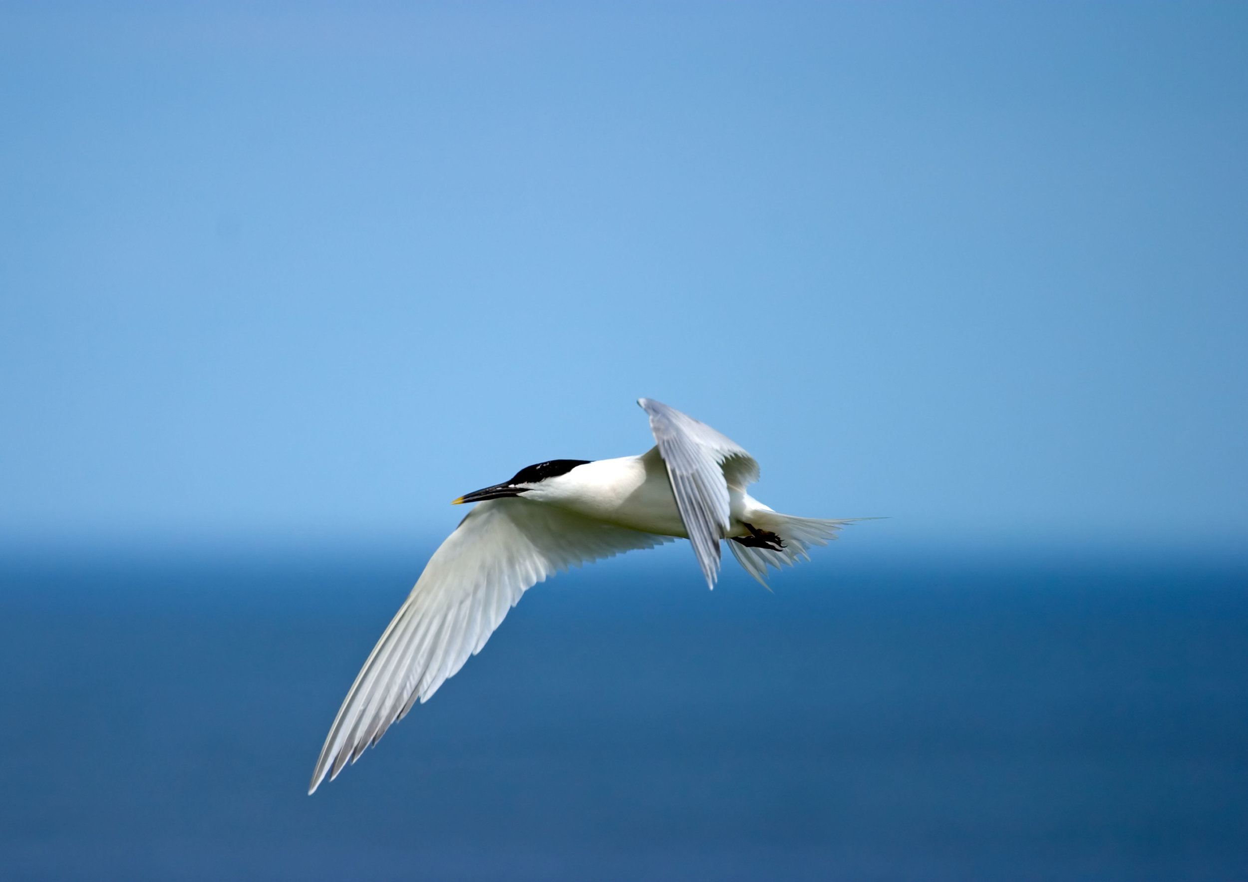 Sandwich Tern