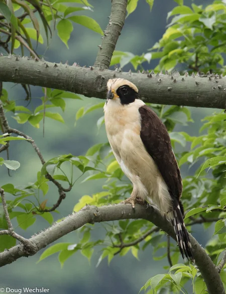 Laughing Falcon _F5A8835.jpg