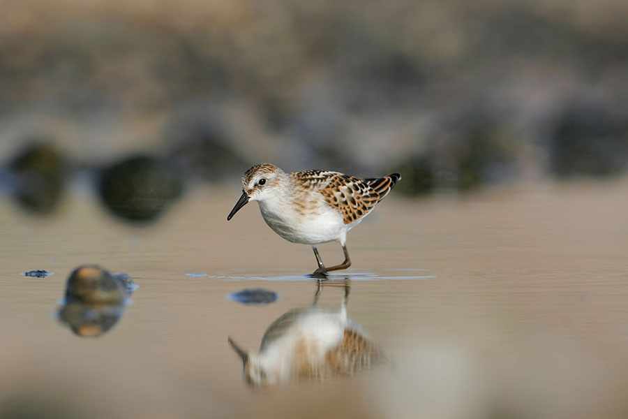 Image credit: Alamy