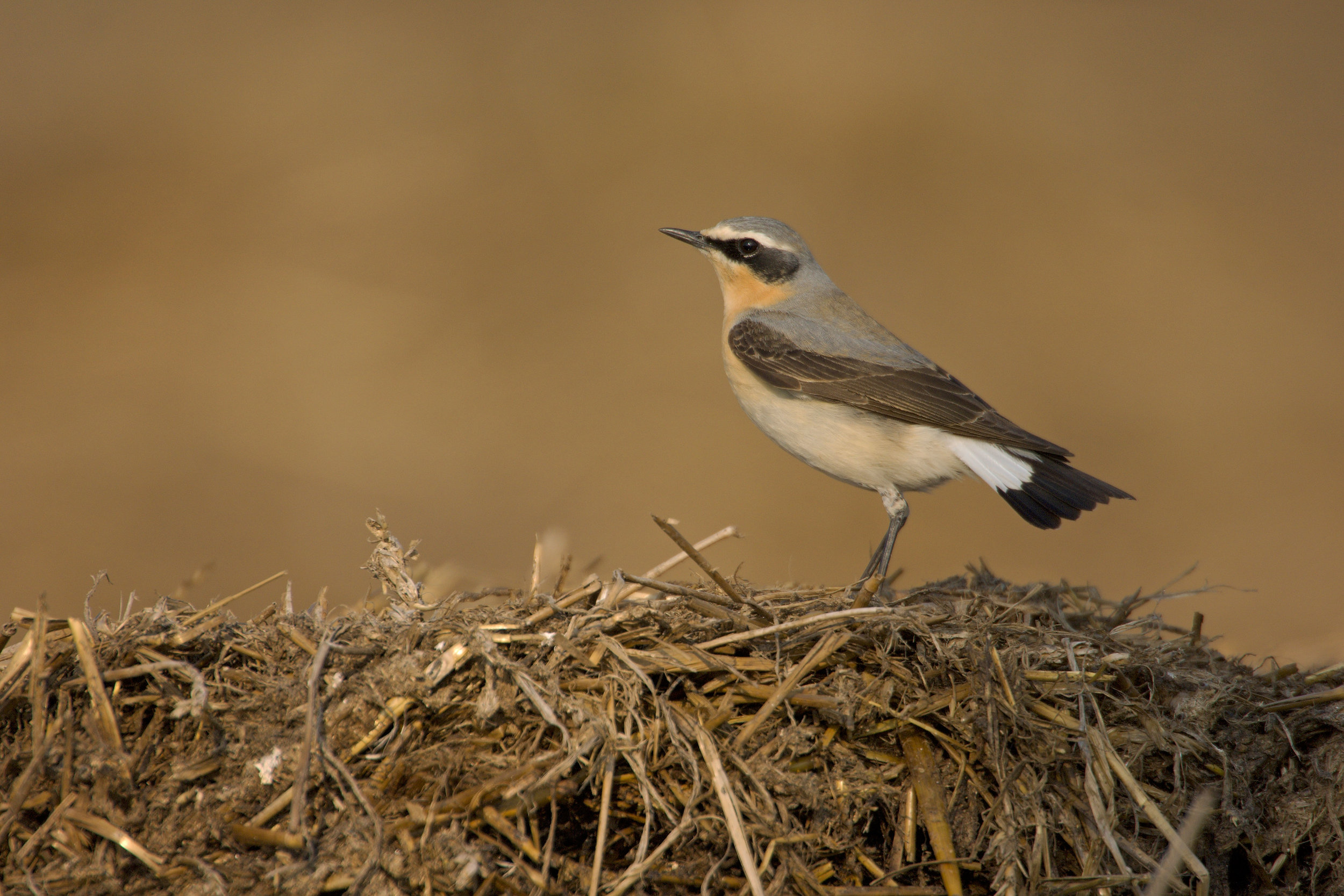 Male Wheatear in spring
