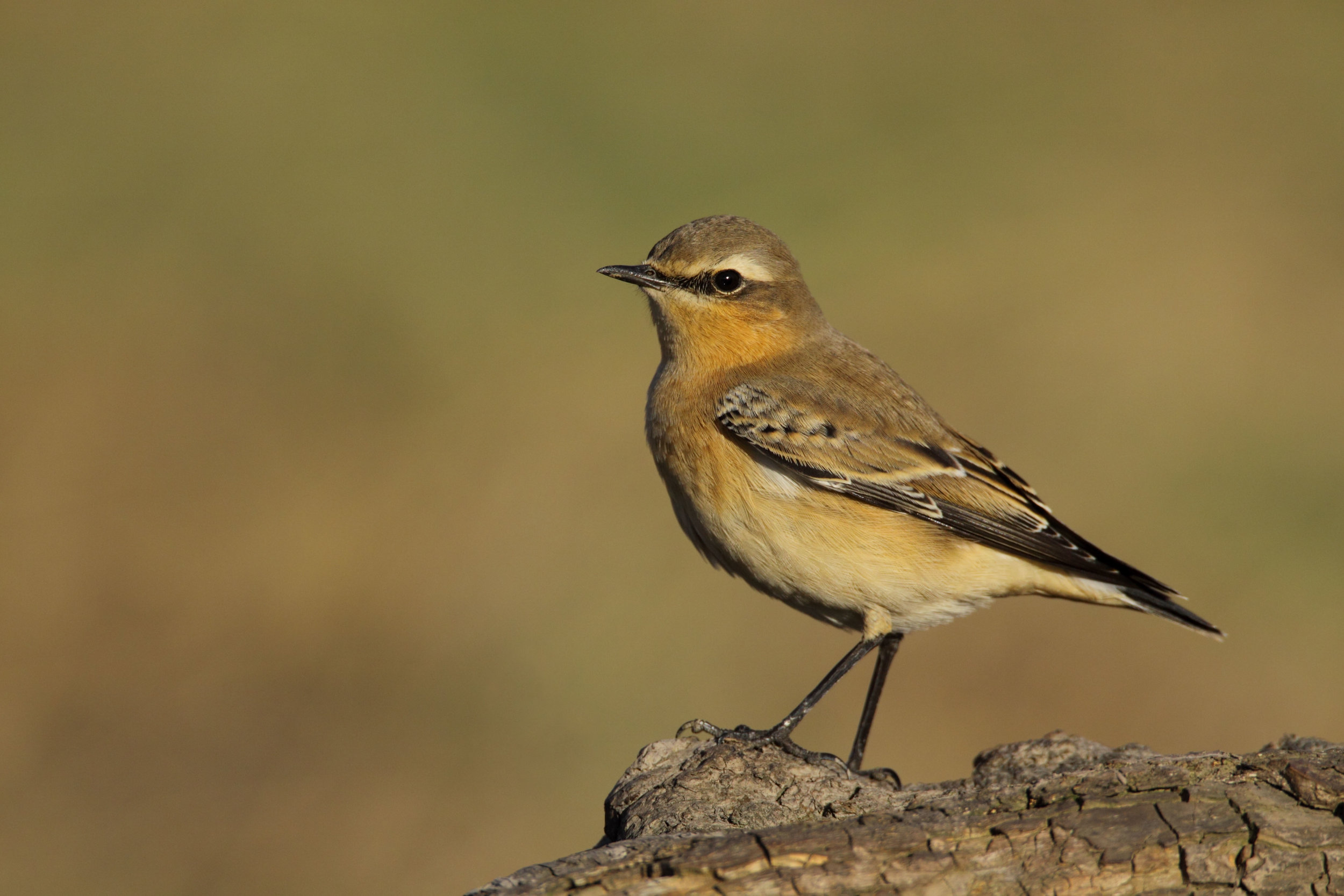 Autumn Wheatear