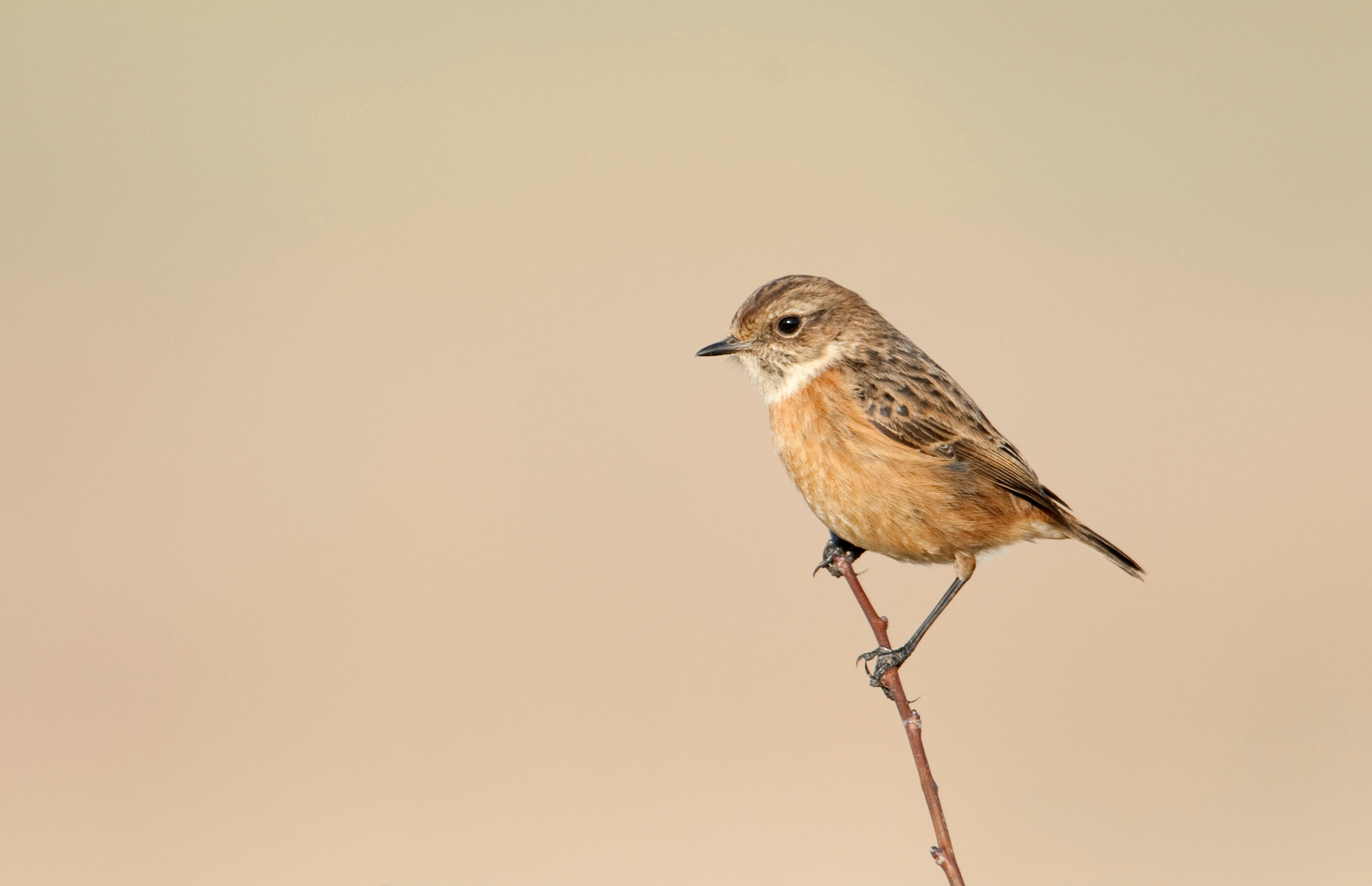 Female Stonechat
