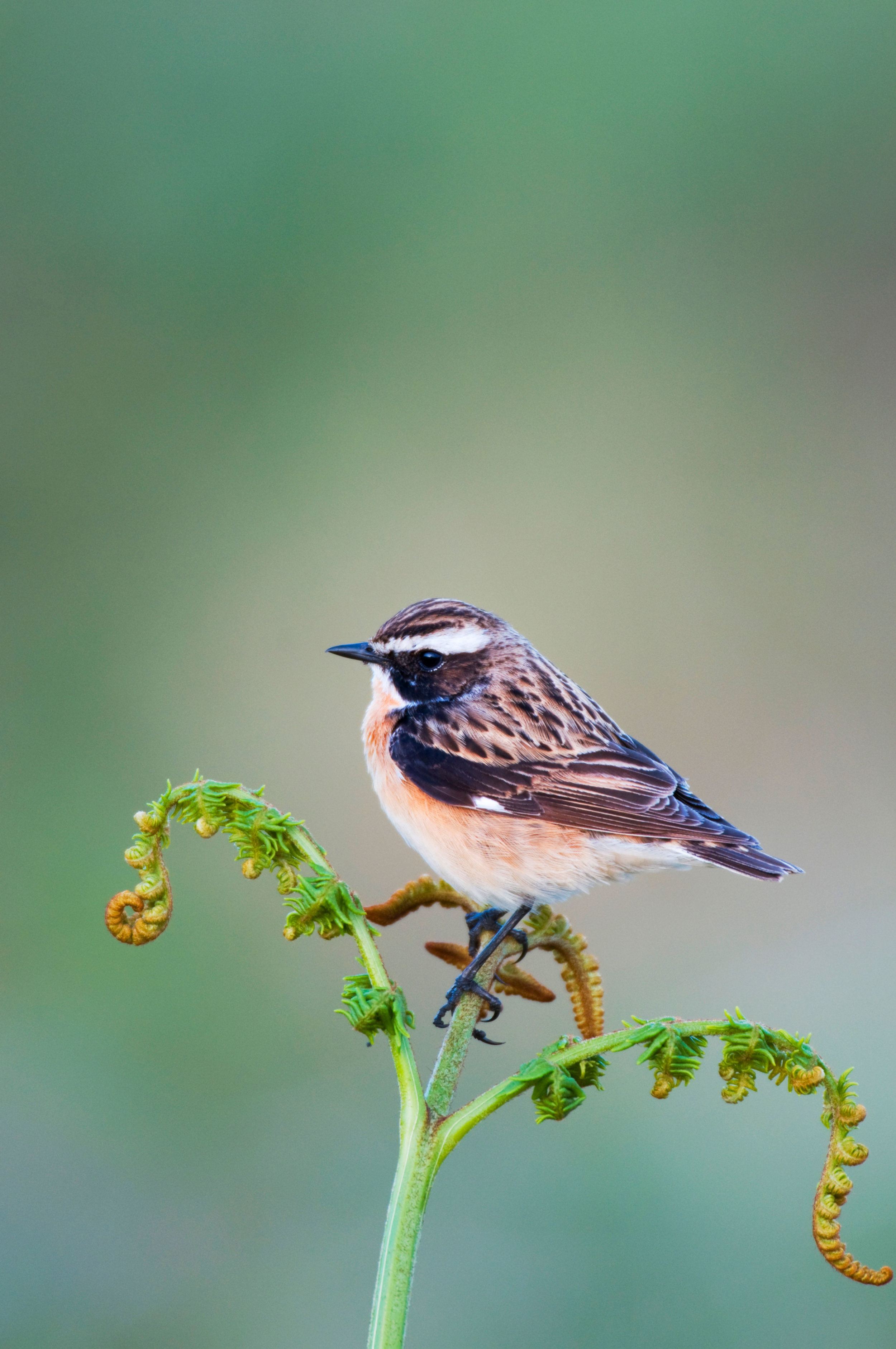 Spring male Whinchat