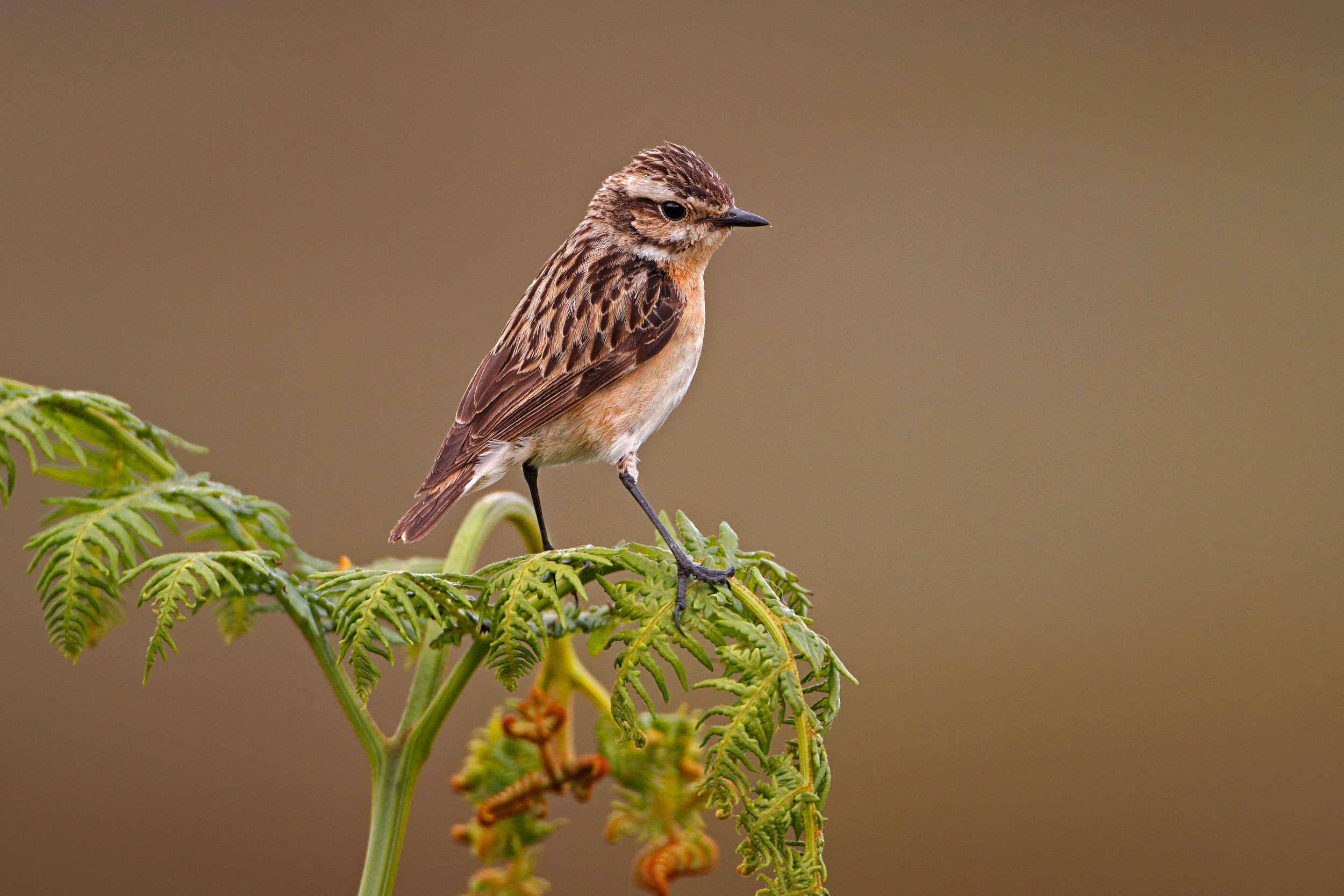 Autumn Whinchat