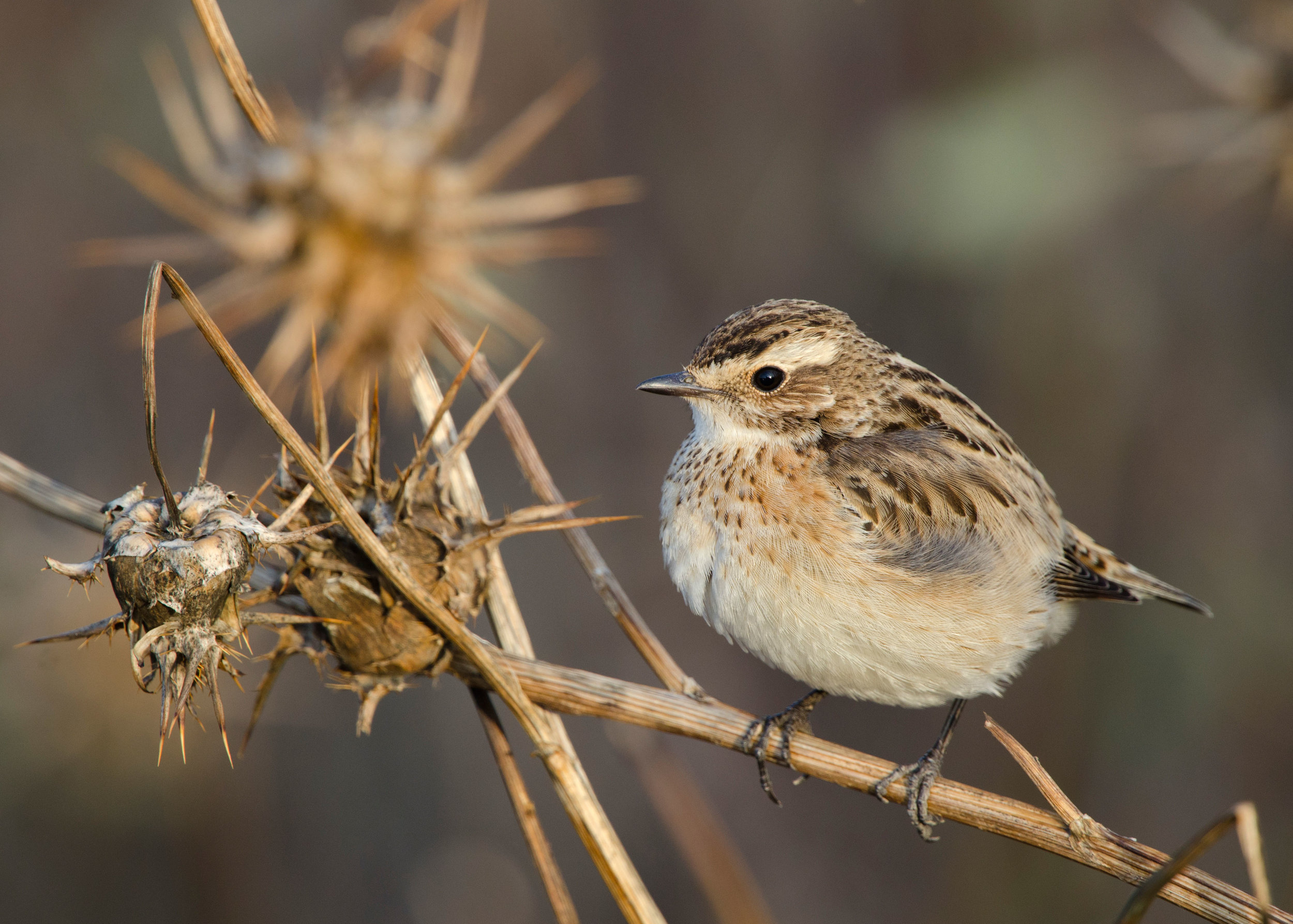 Juvenile Whinchat