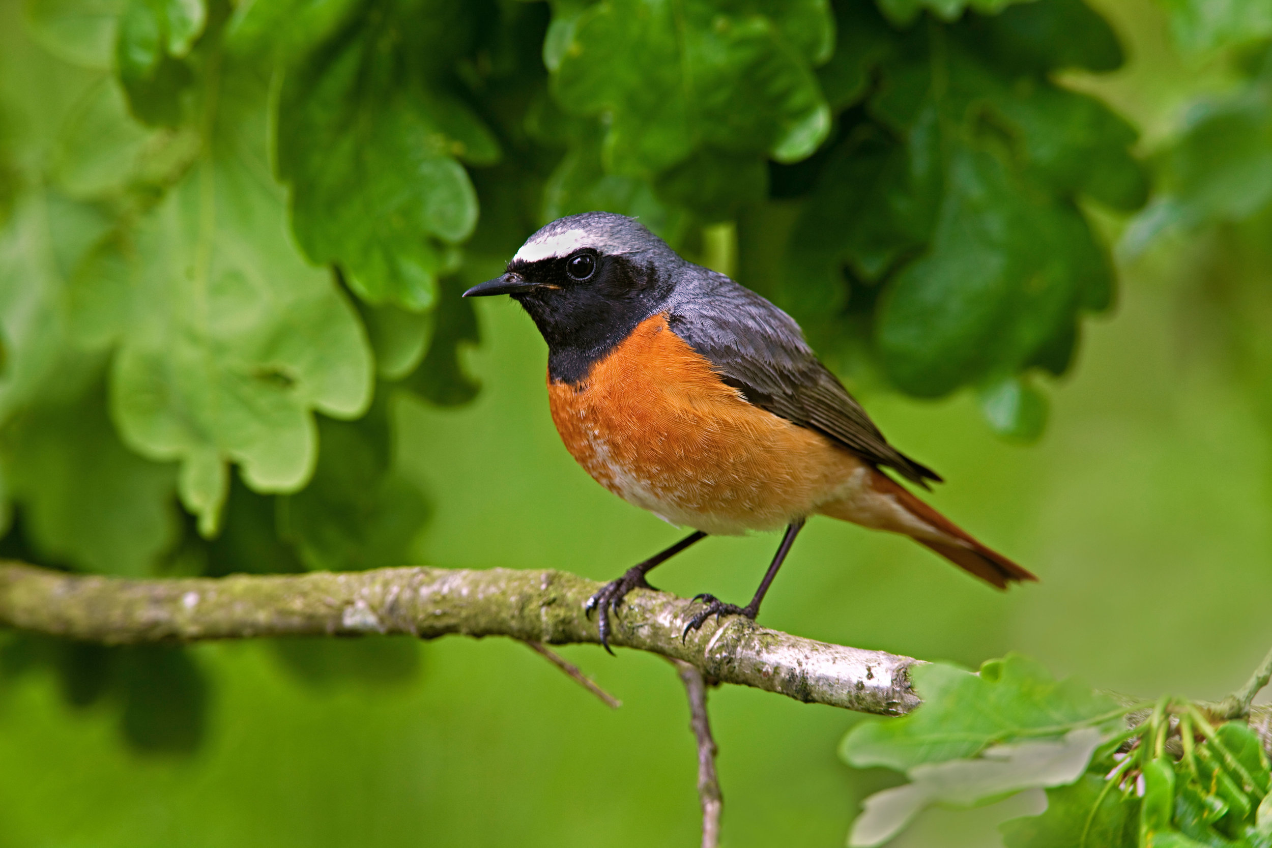 Spring male Redstart