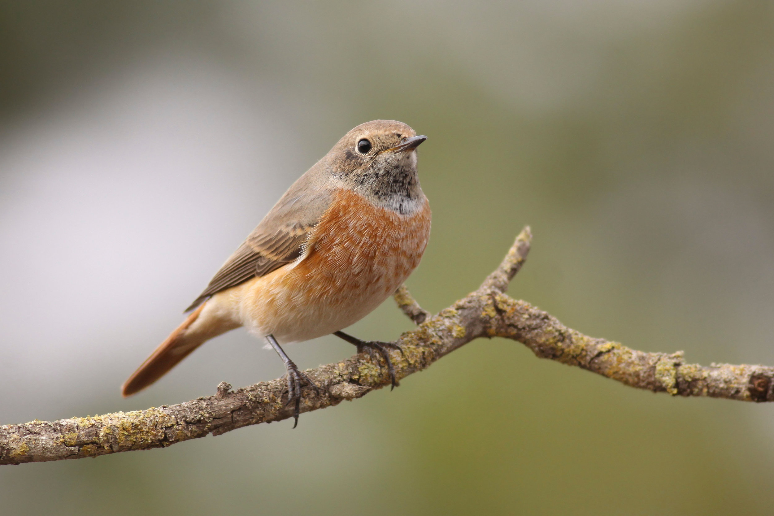 Autumn fresh (probably first-winter) male Redstart