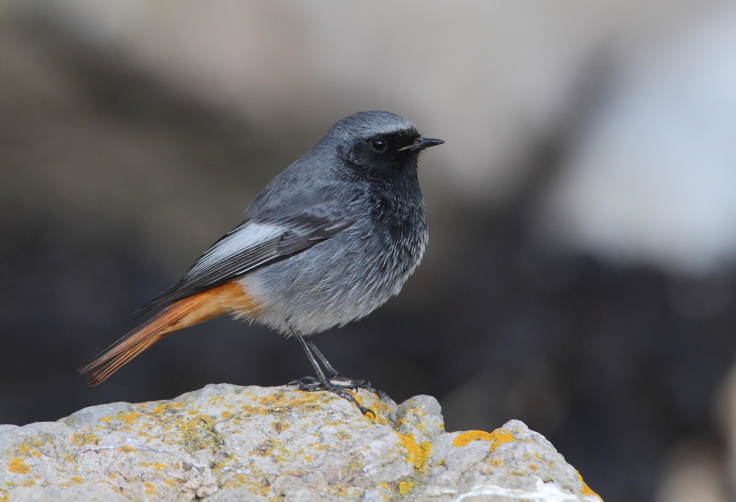 Summer male Black Redstart
