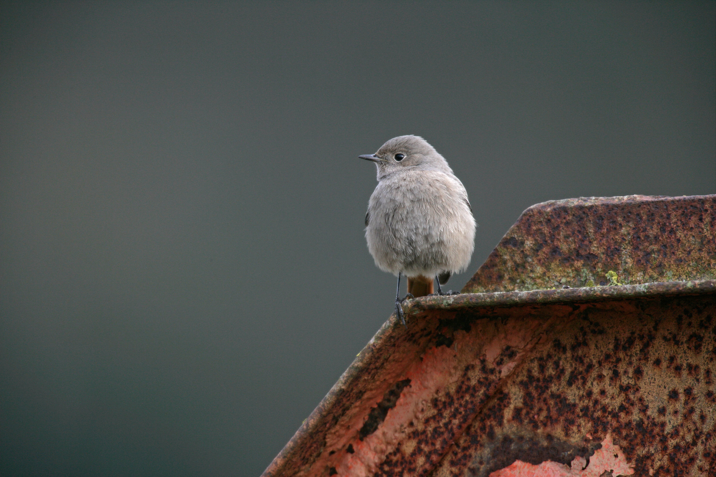 Female or first year Black Redstart