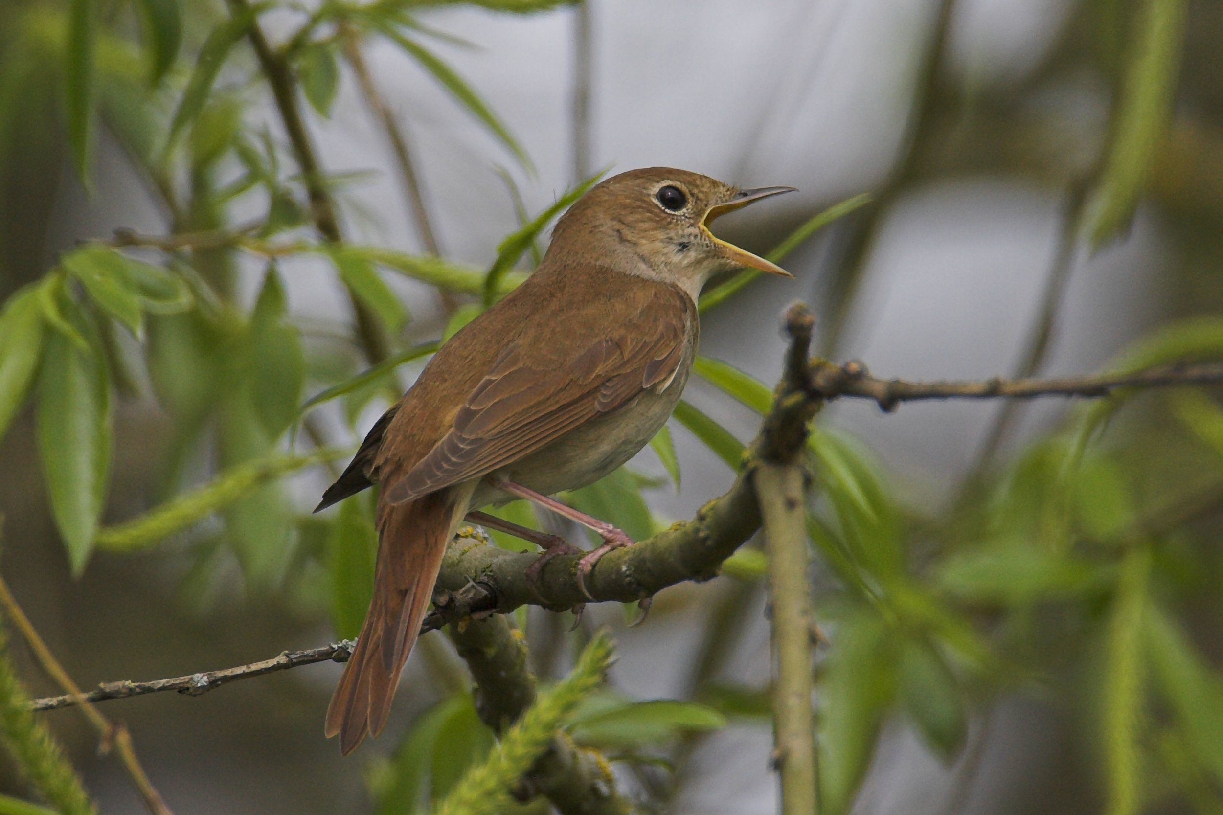 Singing Nightingale