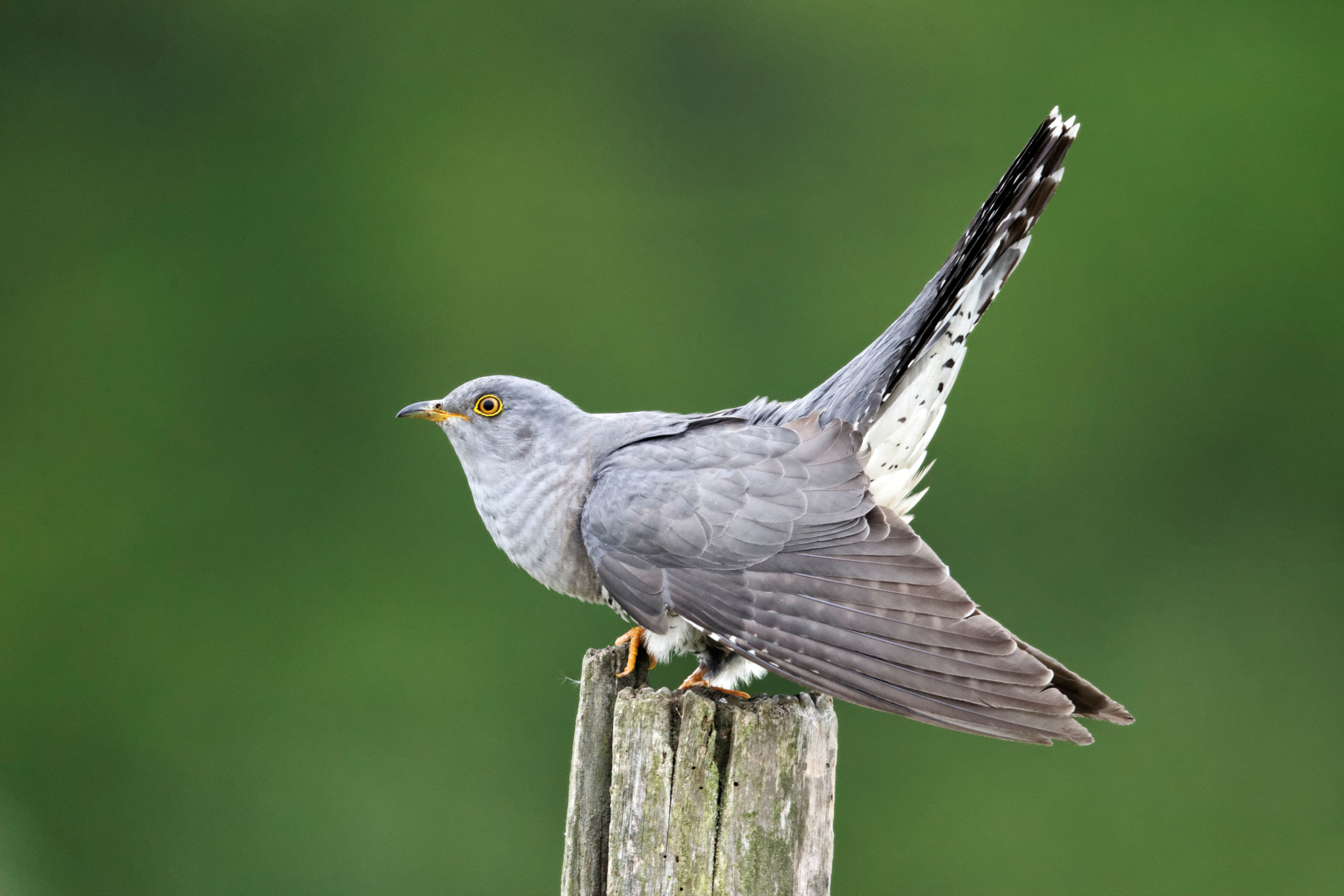 Typical male Cuckoo singing pose with wings down and tail up