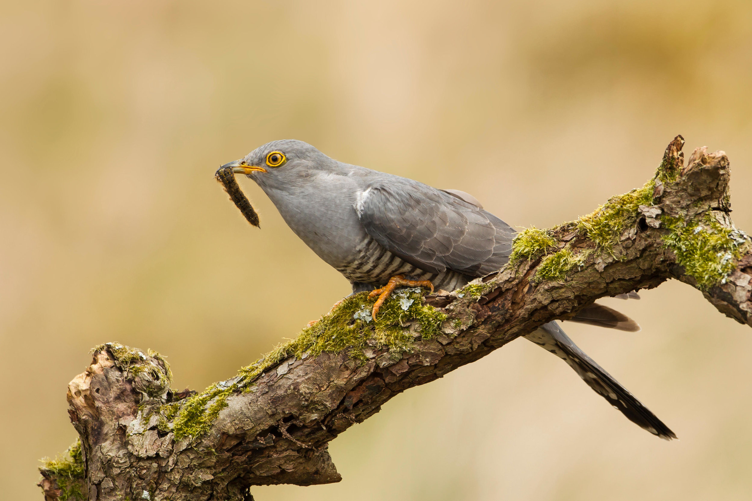 Adult Cuckoo with caterpillar