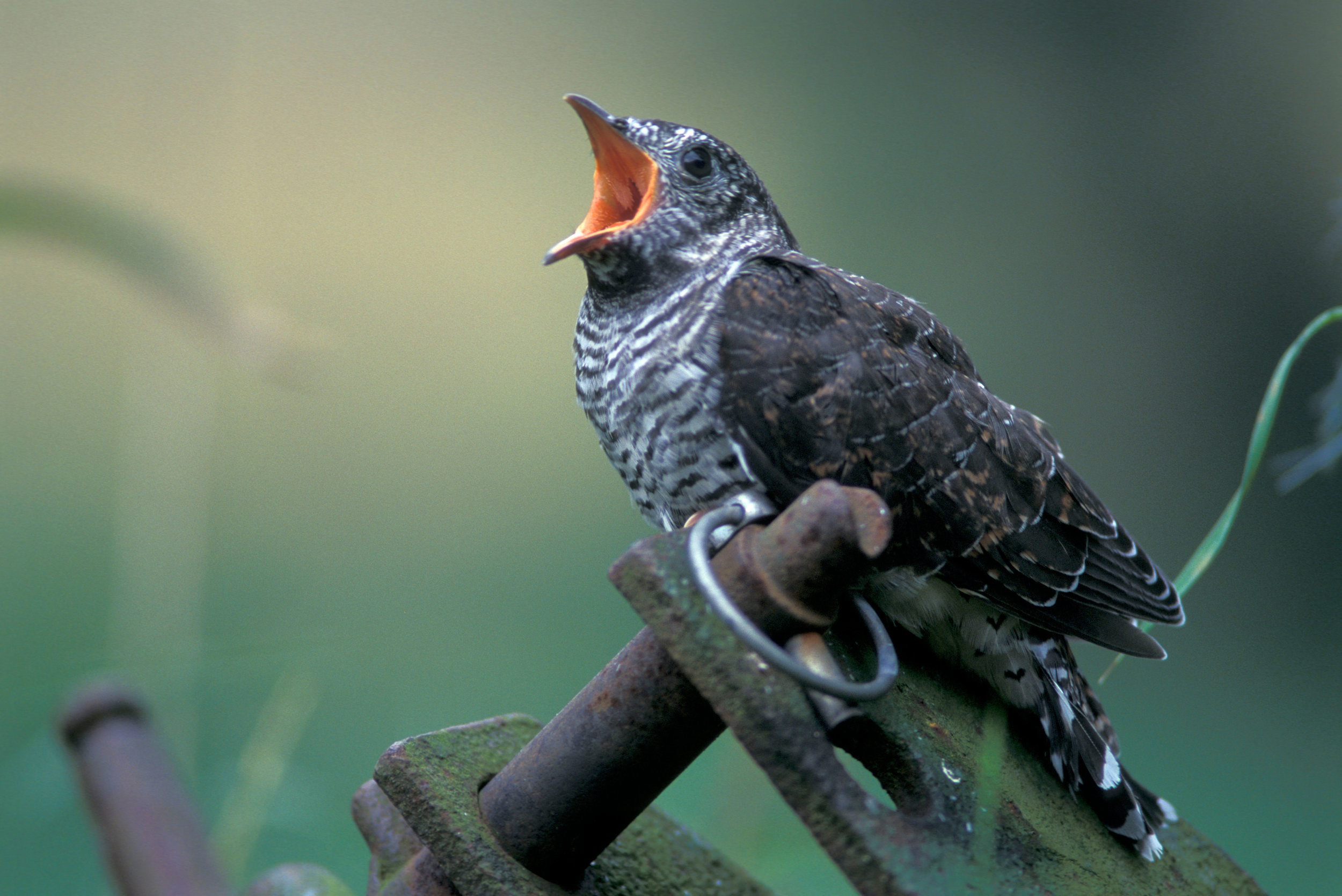 Young juvenile Cuckoo begging its 'adoptive' parents for food