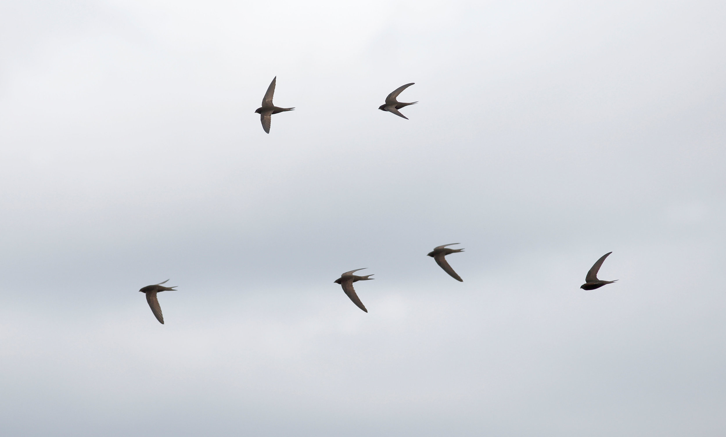In later summer, Swifts form screaming flocks