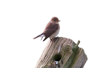 Red-breasted Flycatcher. Pic: Alamy