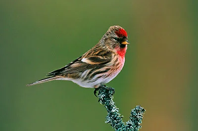 Pic: David Tipling/Alamy