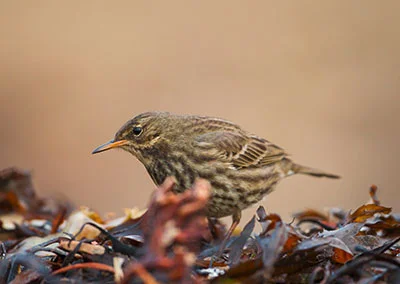 Pic: Calum Dickson/Alamy