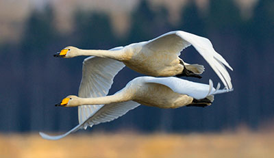 Pic: blickwinkel/Alamy