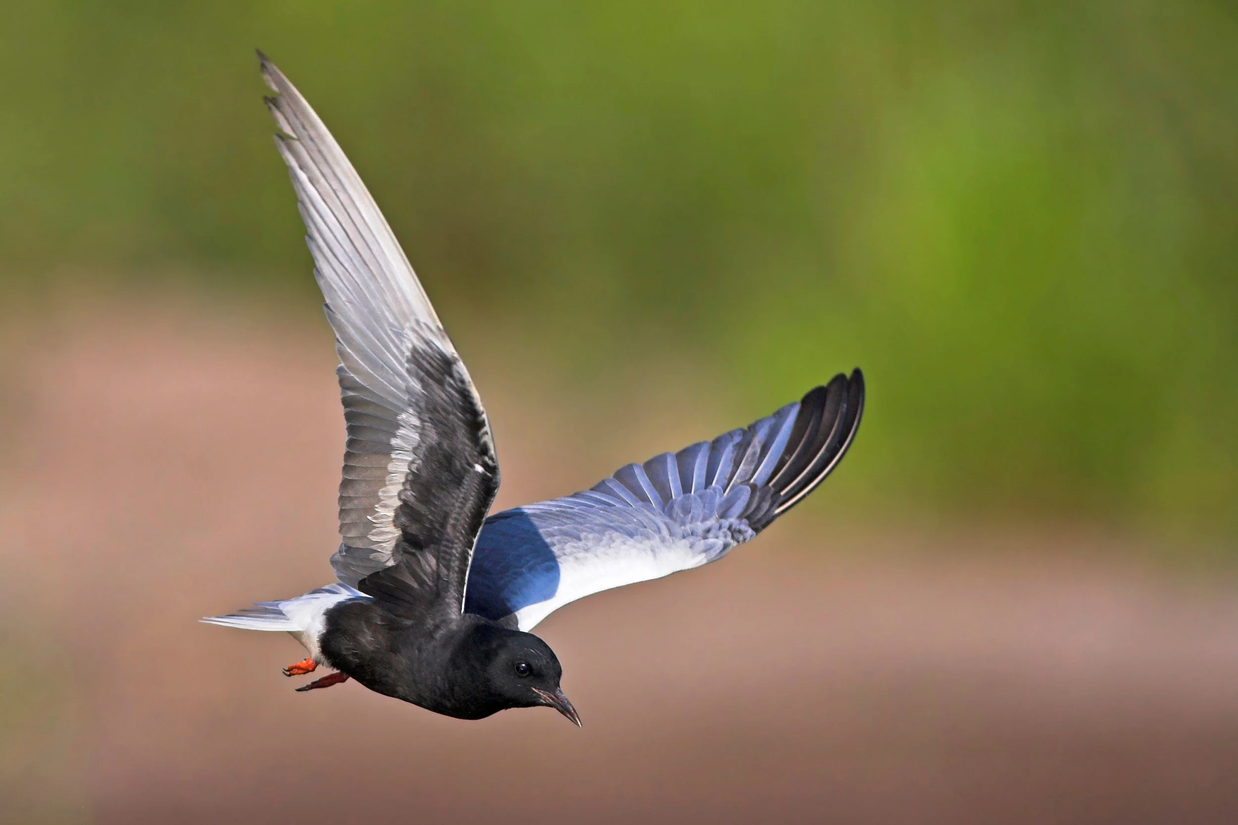 Adult spring White-winged Black Tern