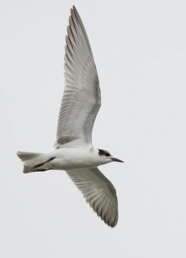 Adult winter Whiskered Tern