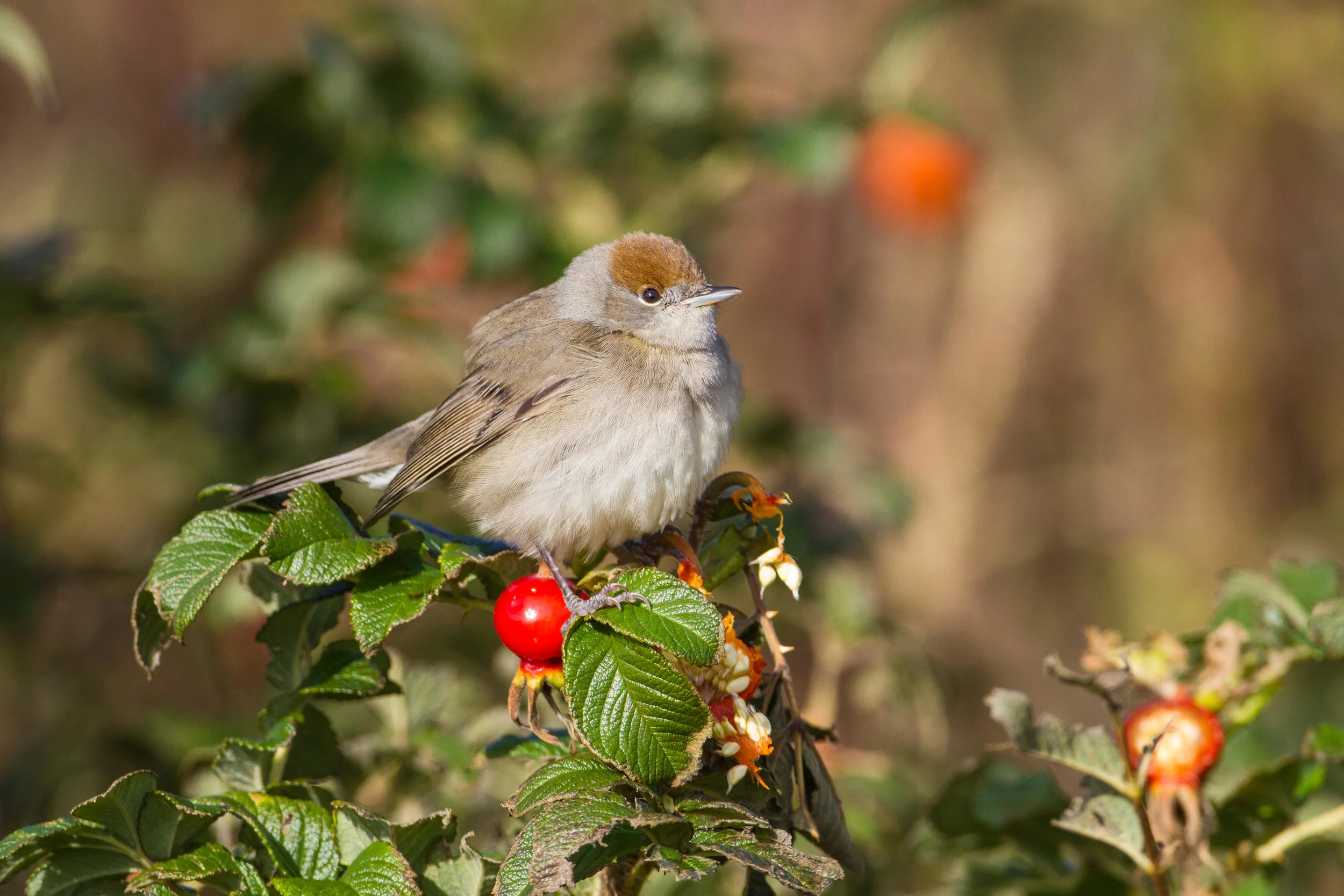 Female Blackcap