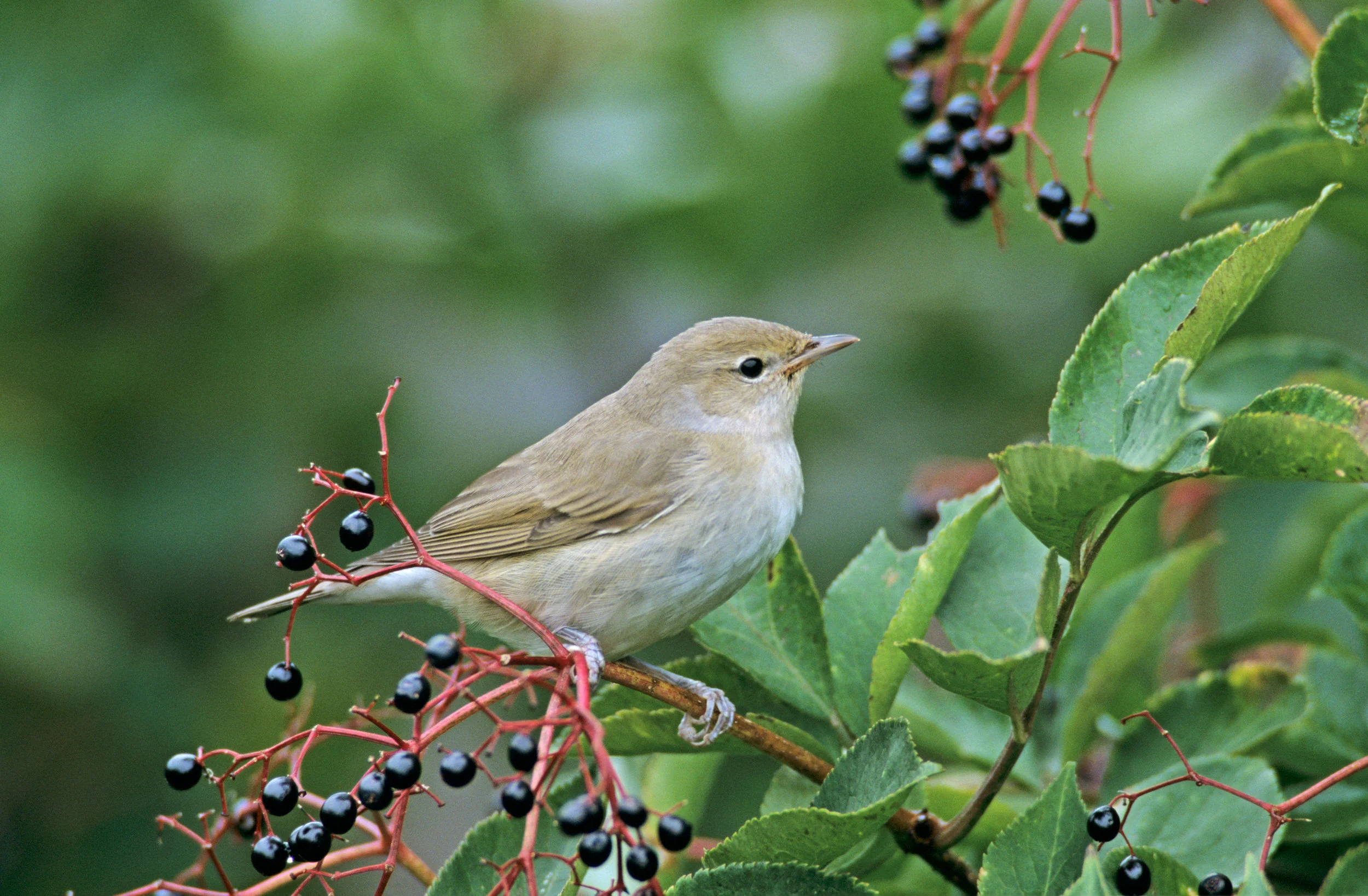 Garden Warbler