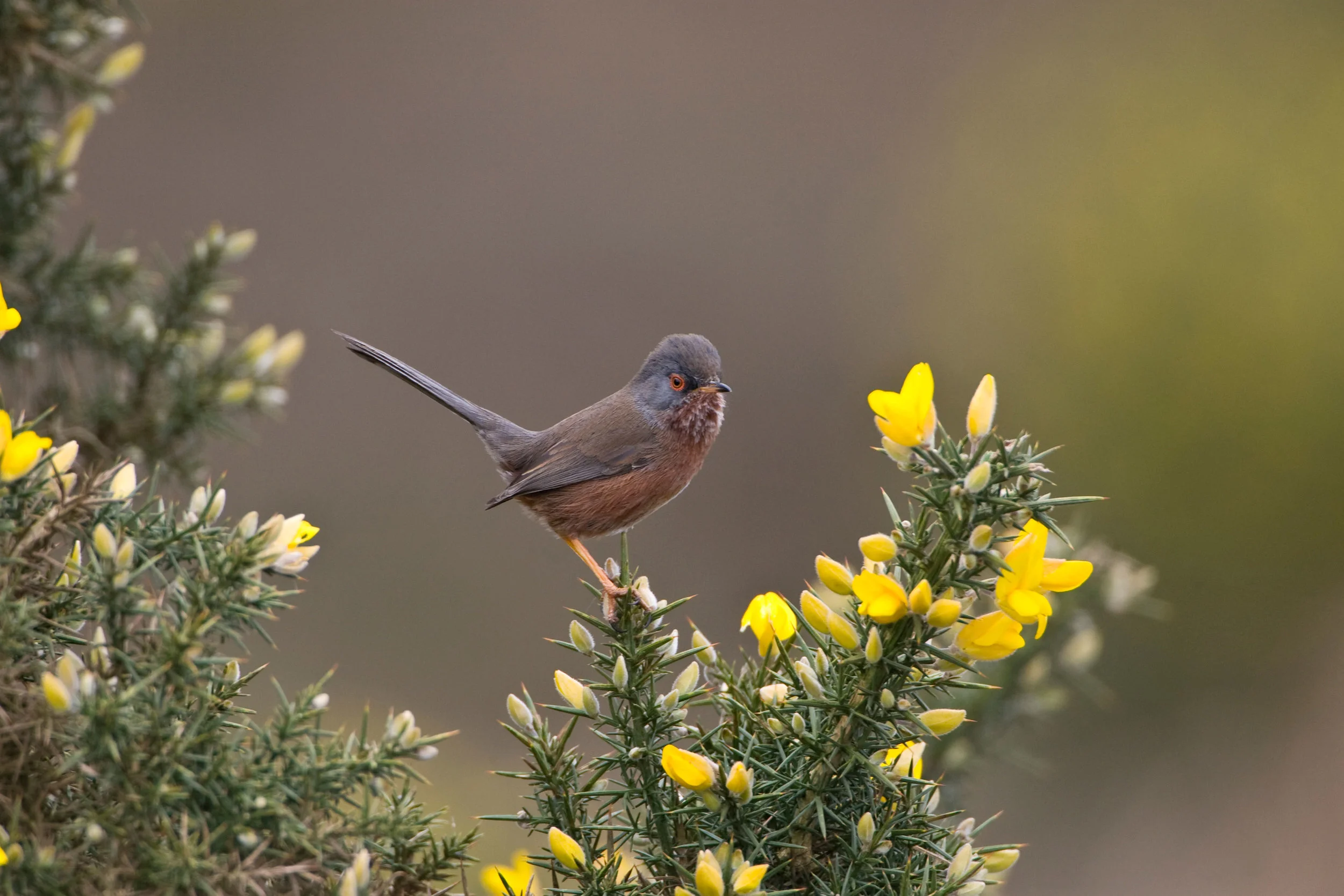 Male Dartford Wabler