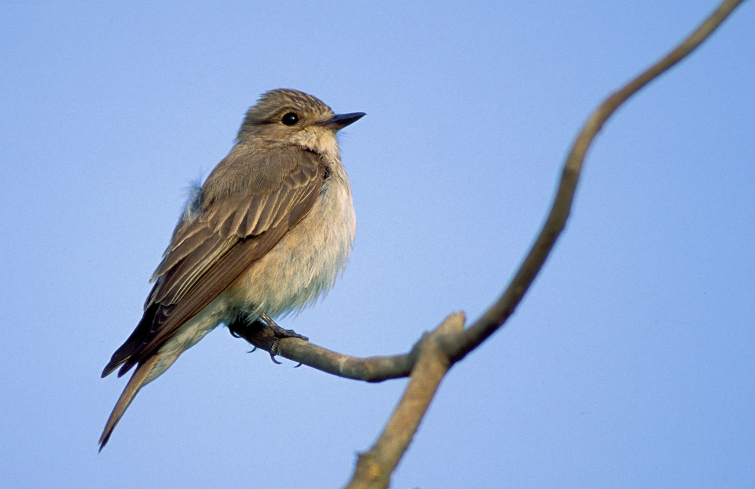 Spotted Flycatcher
