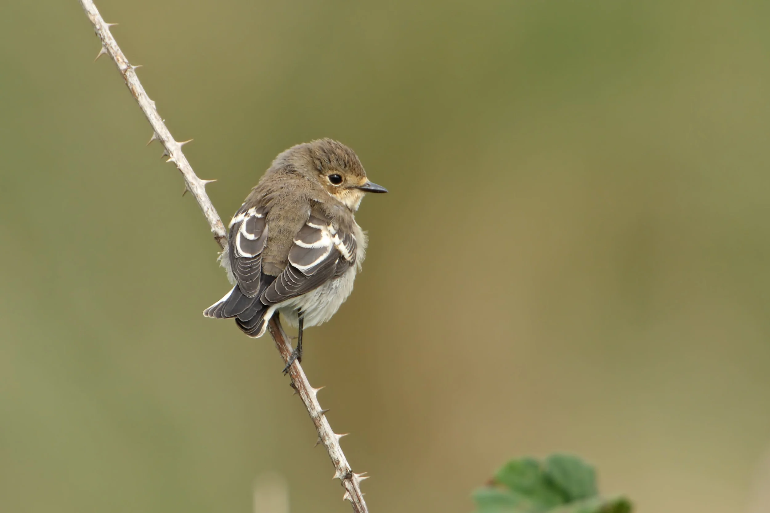 Typical autumn Pied Flycatcher