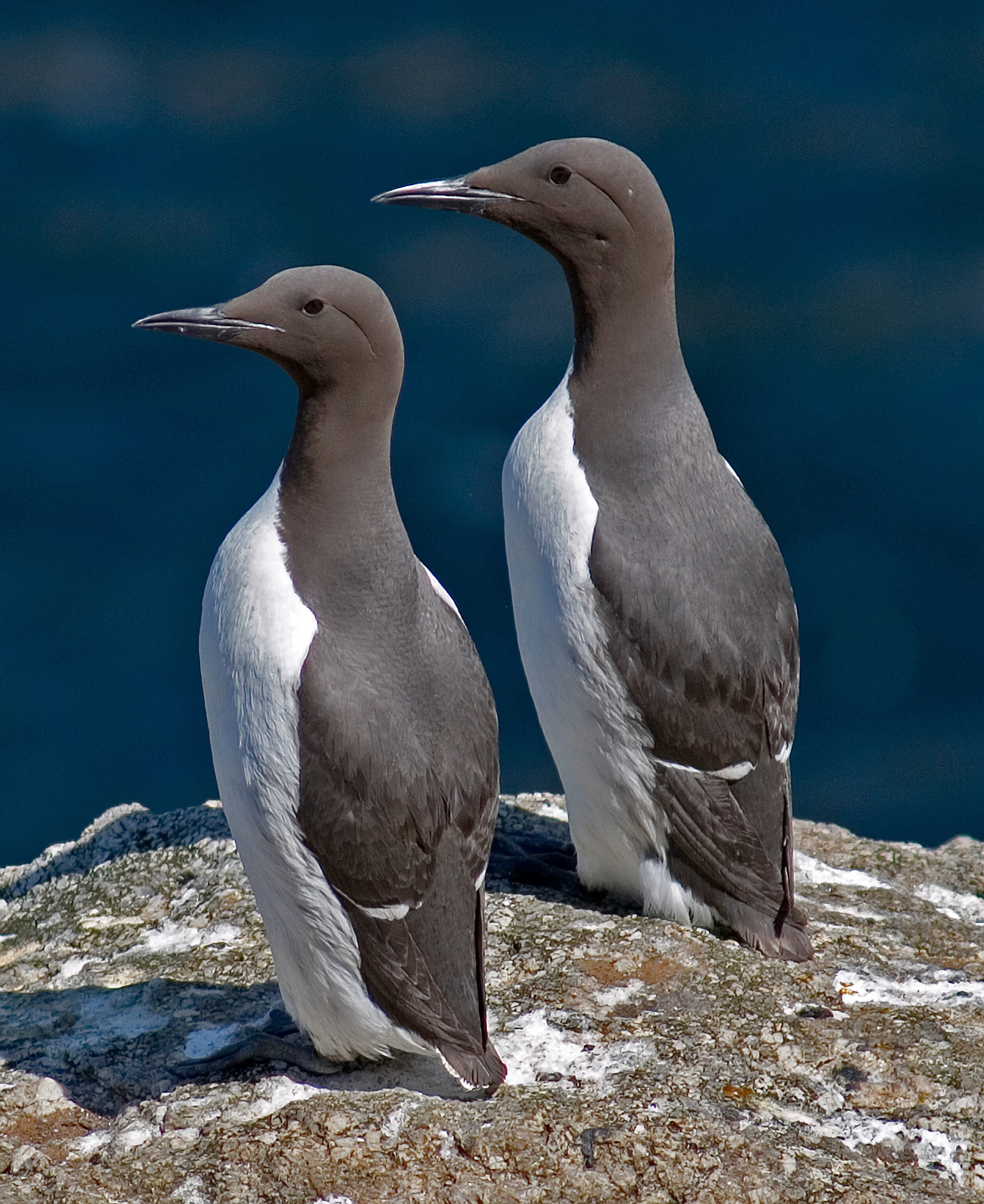 Breeding Guillemots