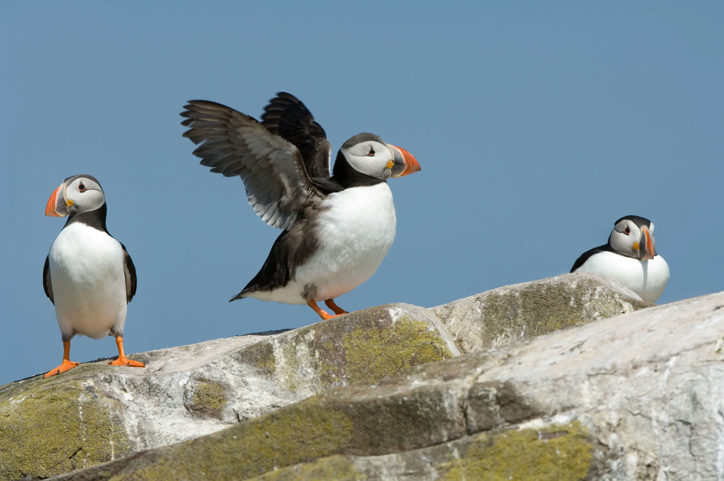 Breeding Puffins